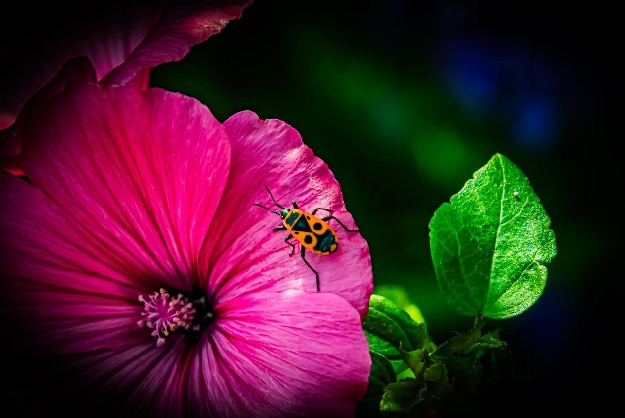 Pink flower in close-up with a green and yellow spotted insect on its petal; lush green leaves are visible in the background.
