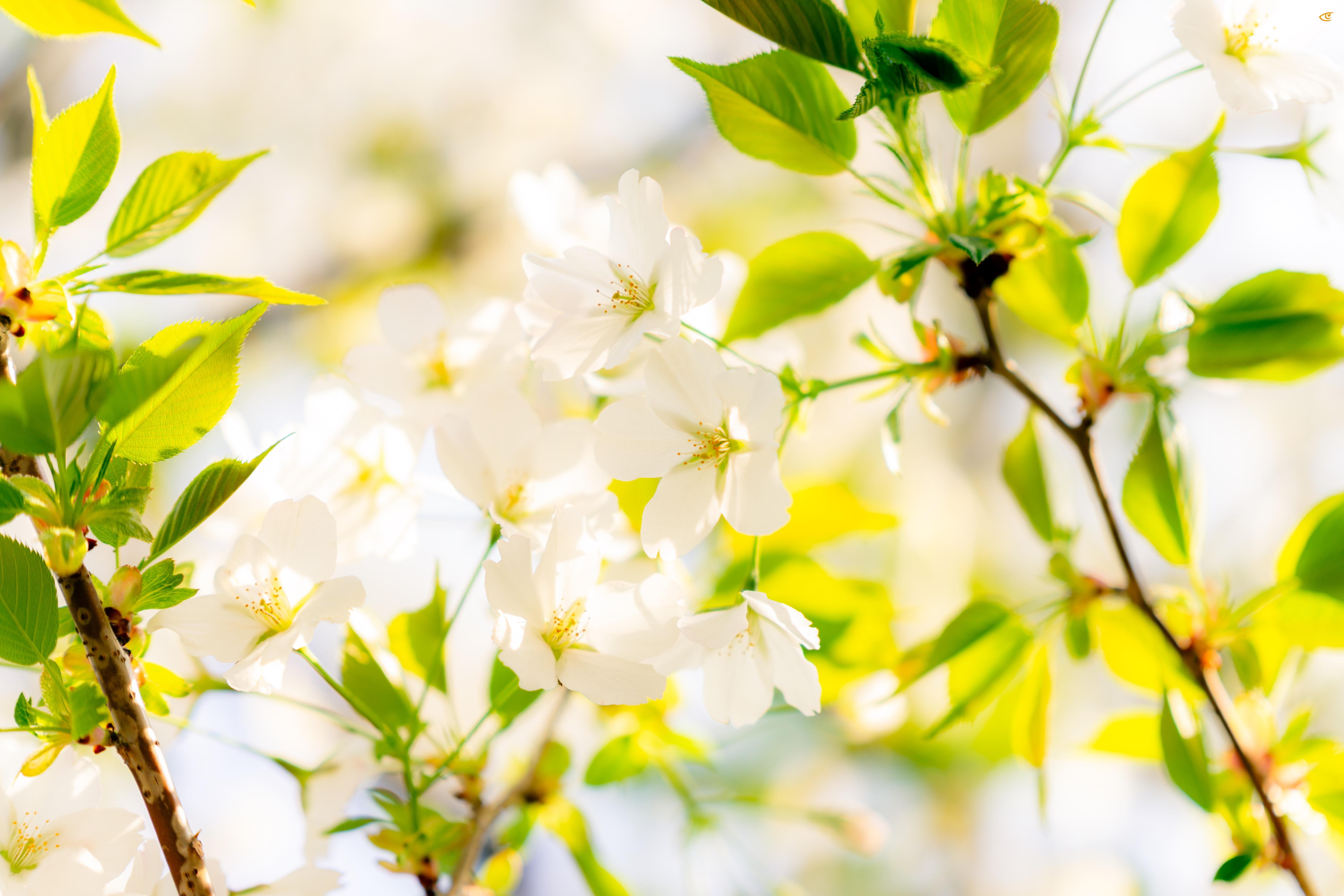 Cluster of white blossoms on thin tree branches with bright green leaves, photographed in close-up against a soft, sunlit background with shallow depth of field.