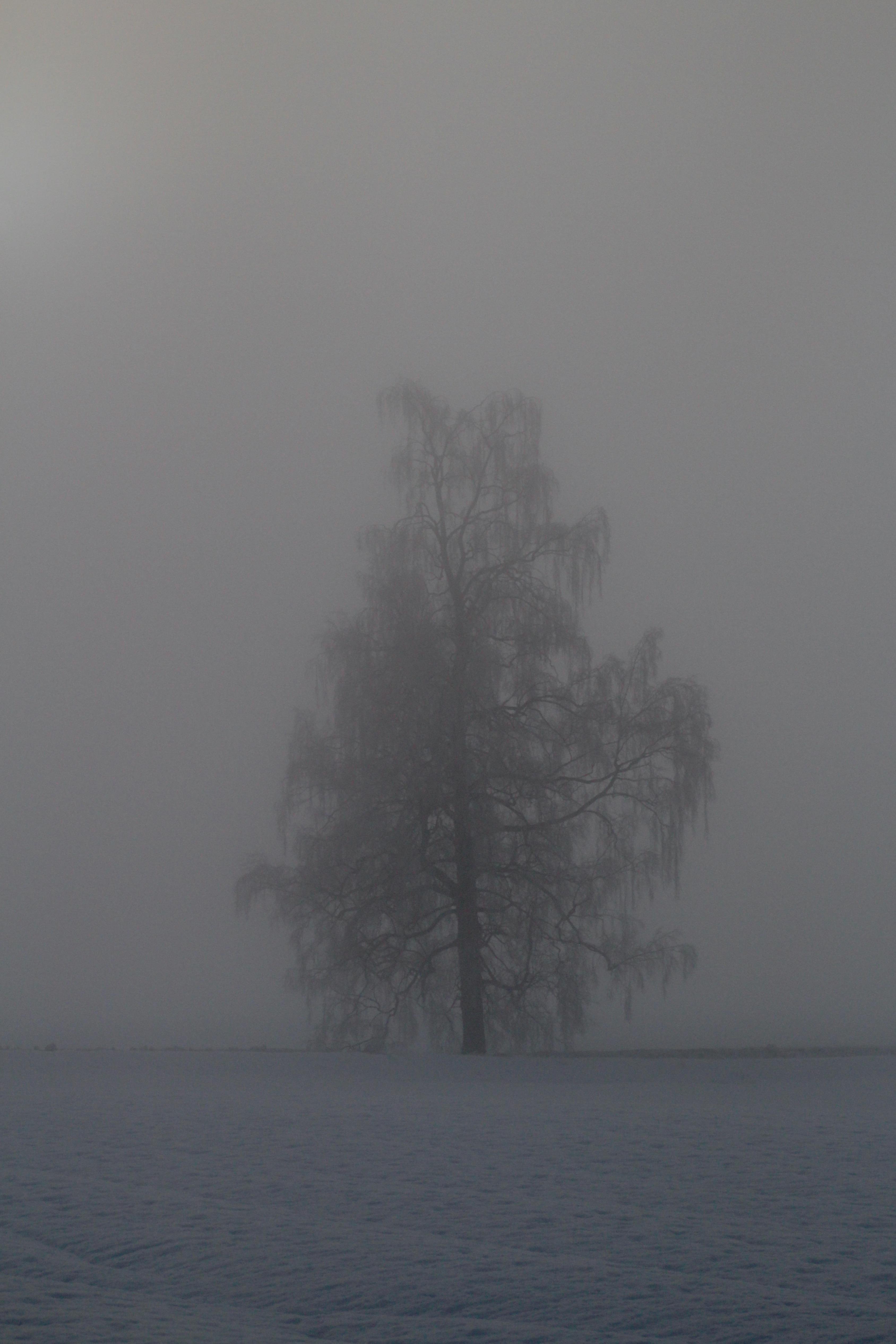 Probably a weeping willow in fog in winter time, standing on a snow covered field. It's branches white from frost, so only the stem is dark. The picture looks monochrome.