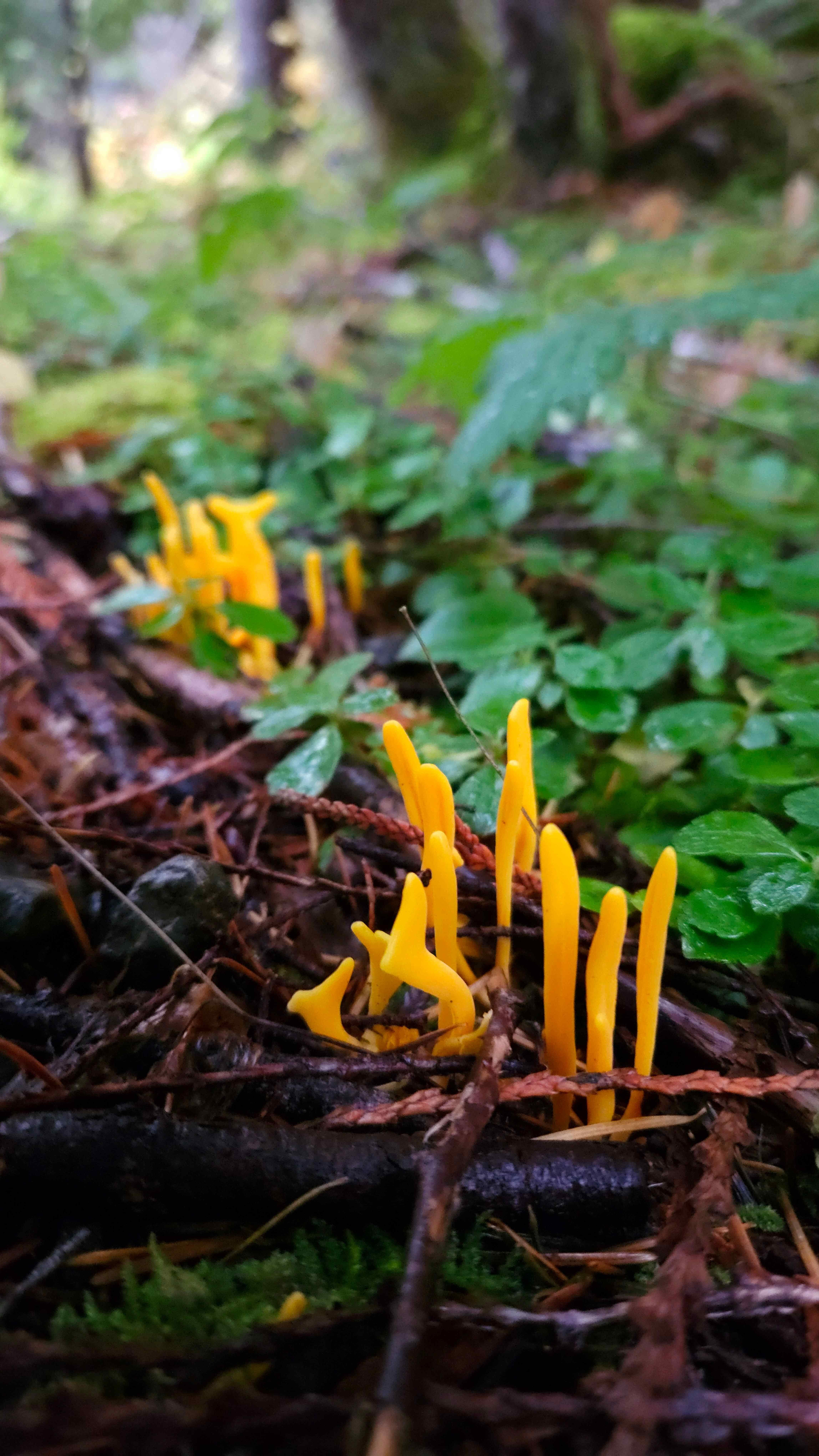 The image shows a cluster of small, bright yellow fungi emerging from the forest floor. They have a slender, finger-like appearance, commonly known as "club fungi." Surrounding them are green leaves and forest debris like twigs and pine needles. They're likely growing in a damp forest environment.