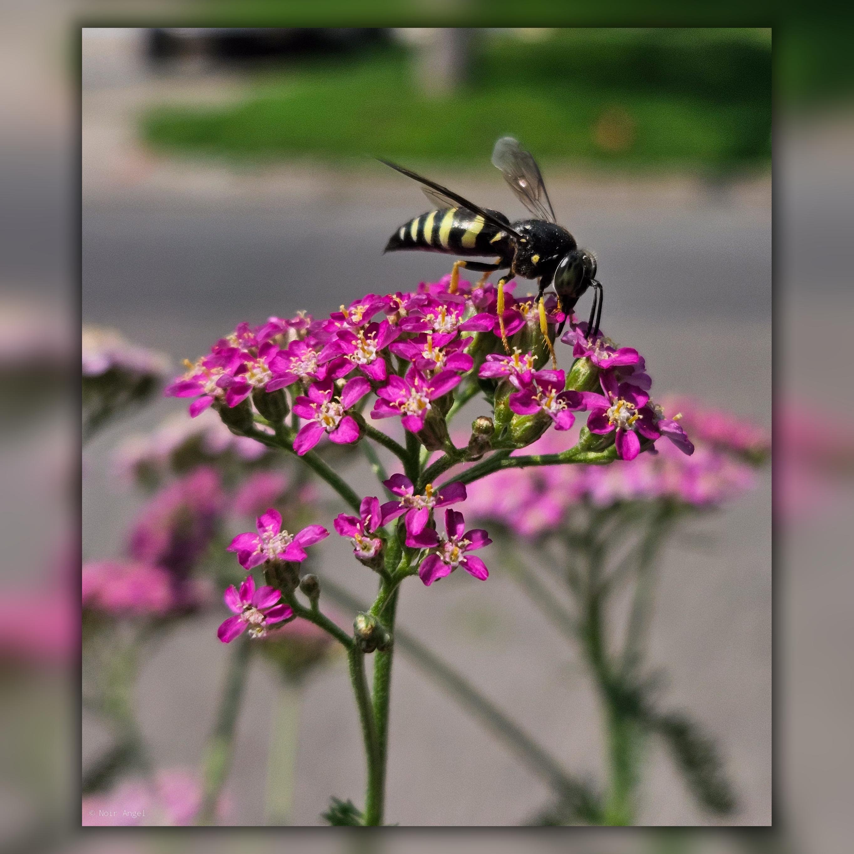 The image shows a wasp perched on bright pink flowers. The background is blurred, emphasizing the wasp and flowers in the foreground.