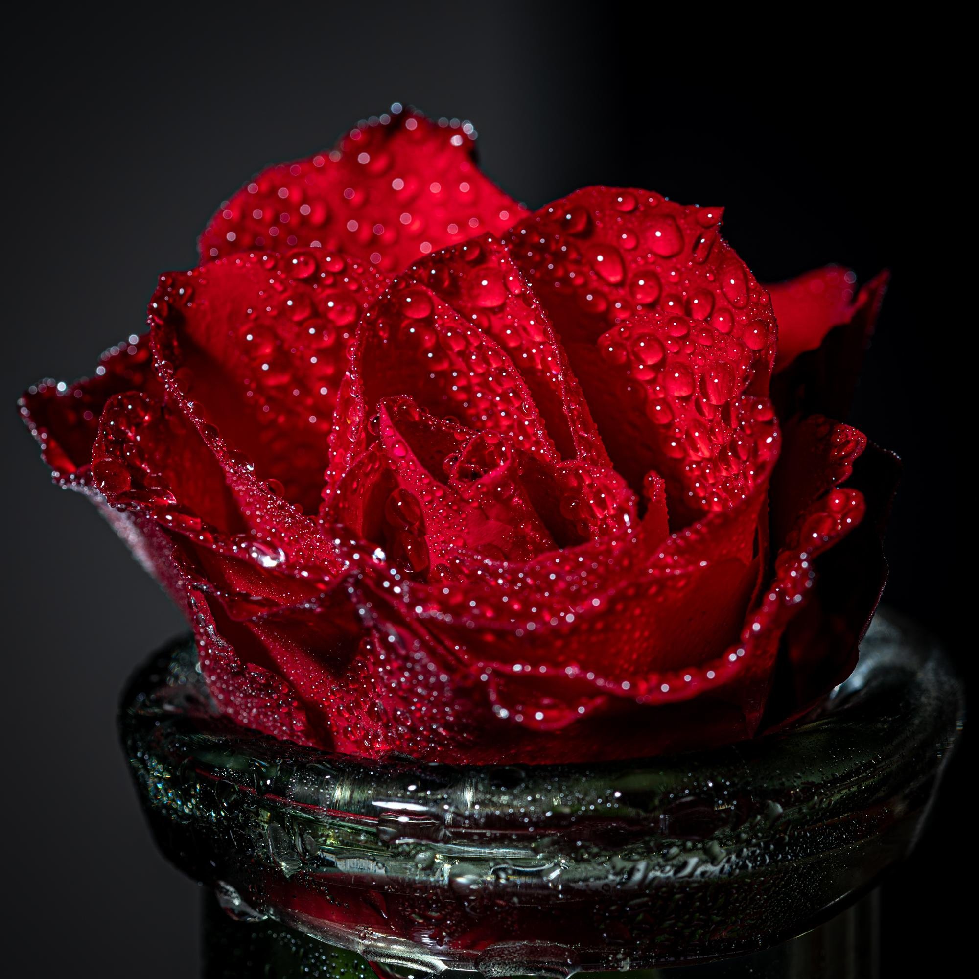 This image depicts a close-up of a red rose with water droplets on its petals. The rose is displayed on a dark background, and the water droplets add a fresh and detailed texture to the petals.