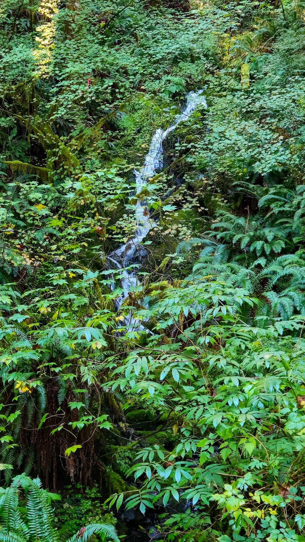 Narrow waterfall and stream running down the center of a dense forest ravine, surrounded by layered green foliage, ferns, mossy rocks, and overhanging branches, with sunlight filtering through leaves near the upper left.