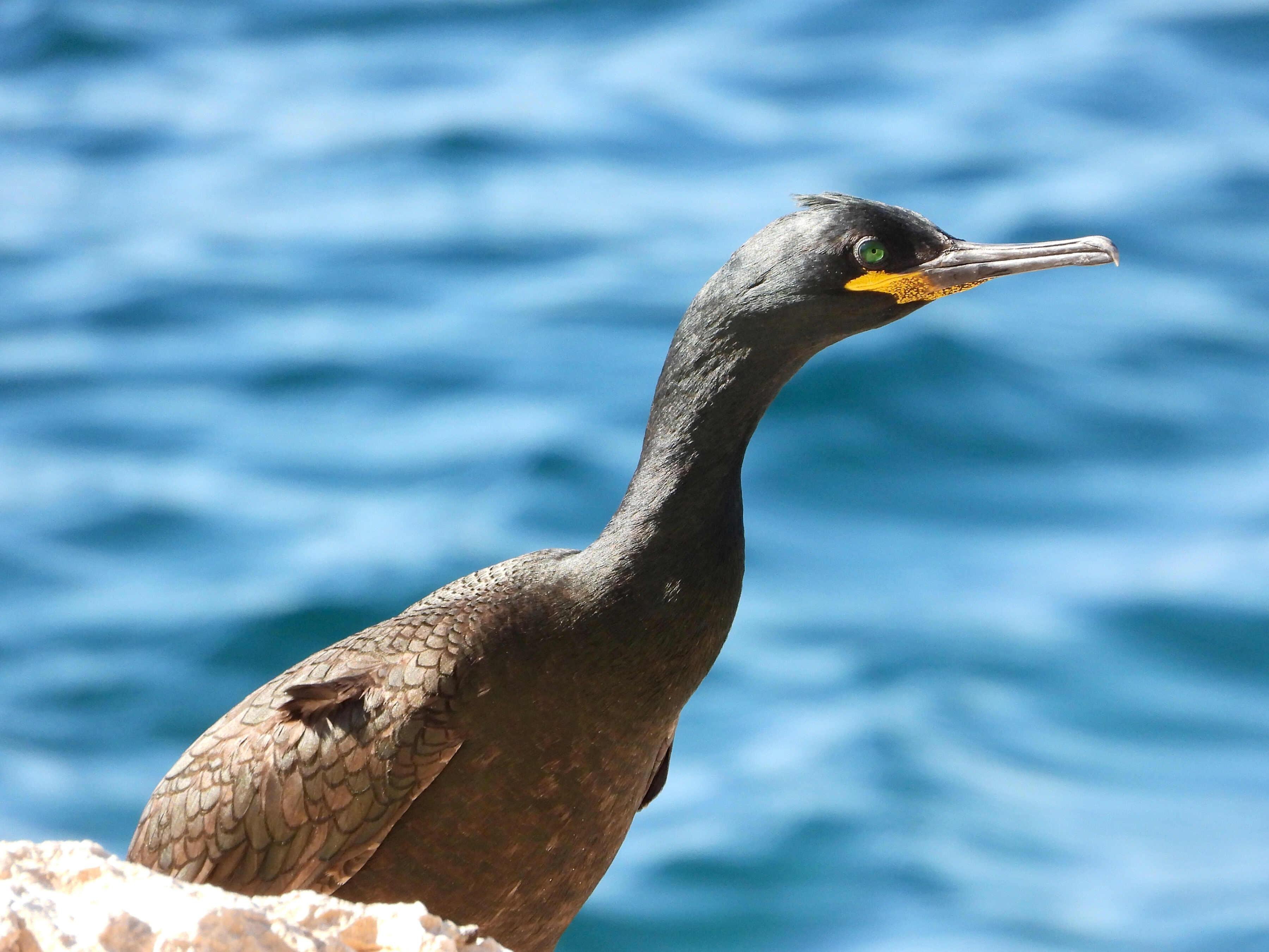 Sobre un fondo de agua azul se ve la cabeza y parte del cuerpo de un cormorán. La cabeza es negra, tiene un largo cuello y cuando llegamos al cuerpo las plumas empiezan a ser marrones. Destaca un ojo verde, el pico largo y curvado en la punta, de color negro, con la parte del babero amarillo limón. En la cabeza algunas plumas muestra una incipiente cresta. 

Si estás leyendo este texto es porque tienes dificultades de visión y espero que te haya ayudado a ver la imagen. Si no ha sido así, te agradecería los comentarios.
Si lo has leído aunque ves la imagen sin problemas recuerda que debes poner un texto alternativo en tus archivos multimedia para que todo el mundo pueda disfrutarlos.