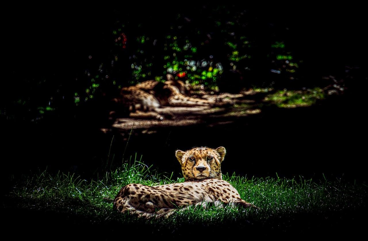 Cheetah lying in green grass, facing the camera, with a dark shaded background and blurred foliage above.