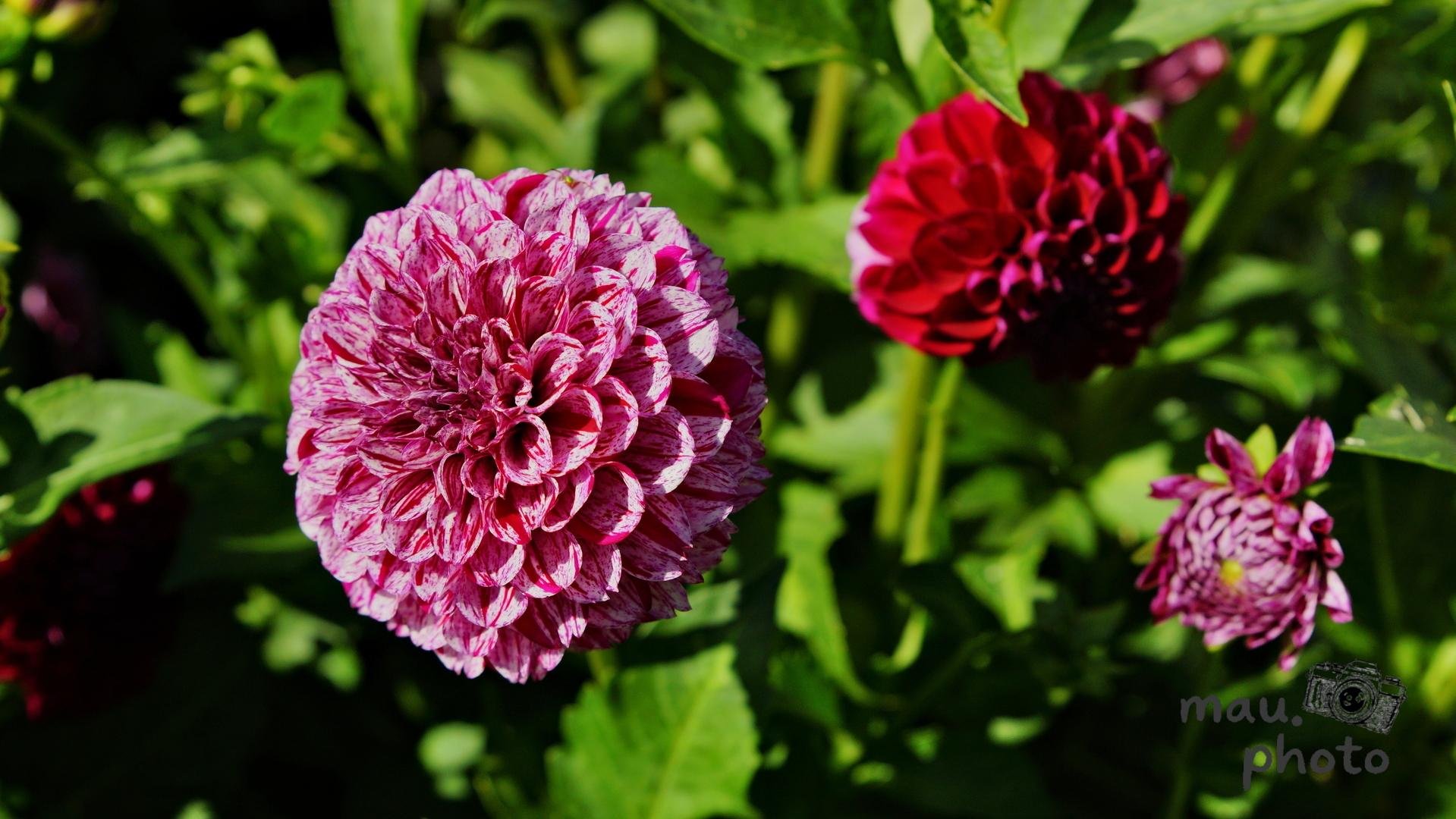 Close-up of a pink-and-white striped dahlia bloom on the left, with a deep red dahlia and a smaller pink bud on the right, surrounded by green leaves in sunlight against a blurred background.