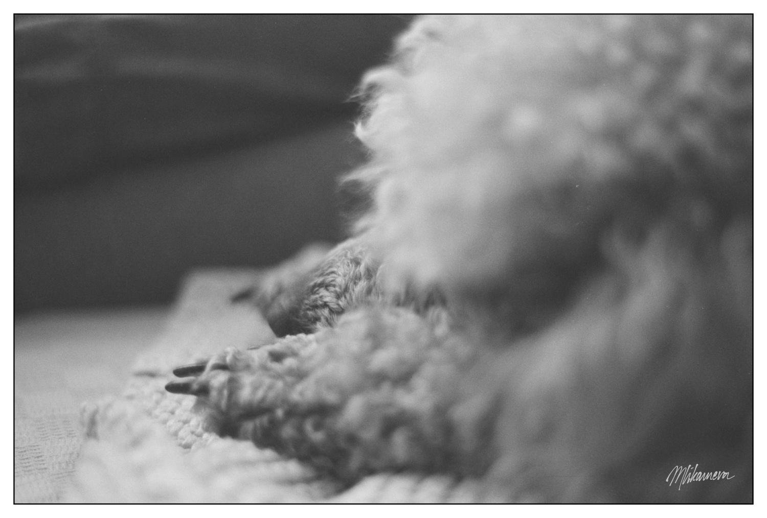 A monochrome photo of a sleeping poodles head, snout between paws, facing away from the camera. Only the snout and one paw is in focus. 