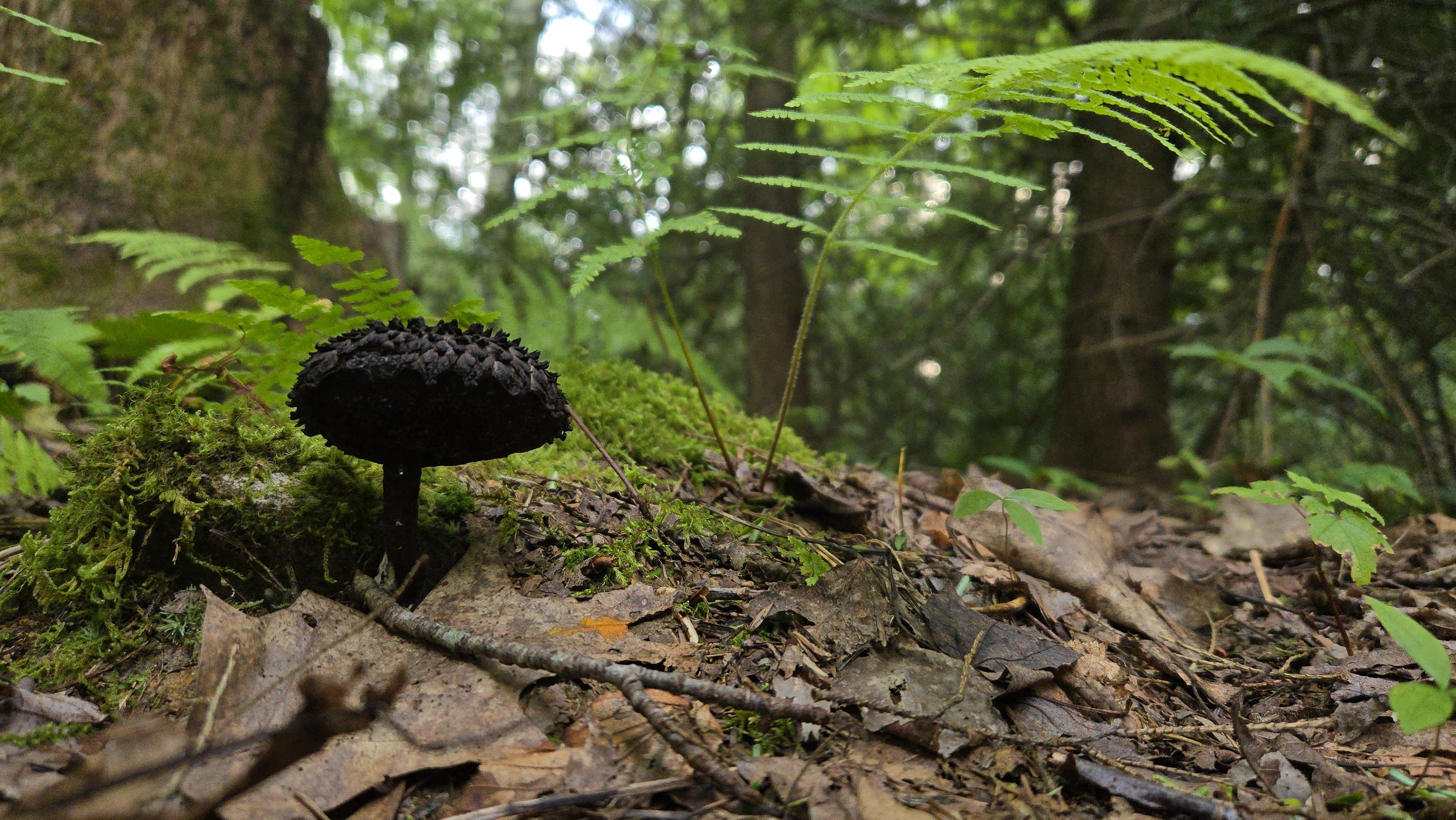 Scaly black mushroom and ferns on the forest floor with leaf litter in the foreground and green foliage in the background.