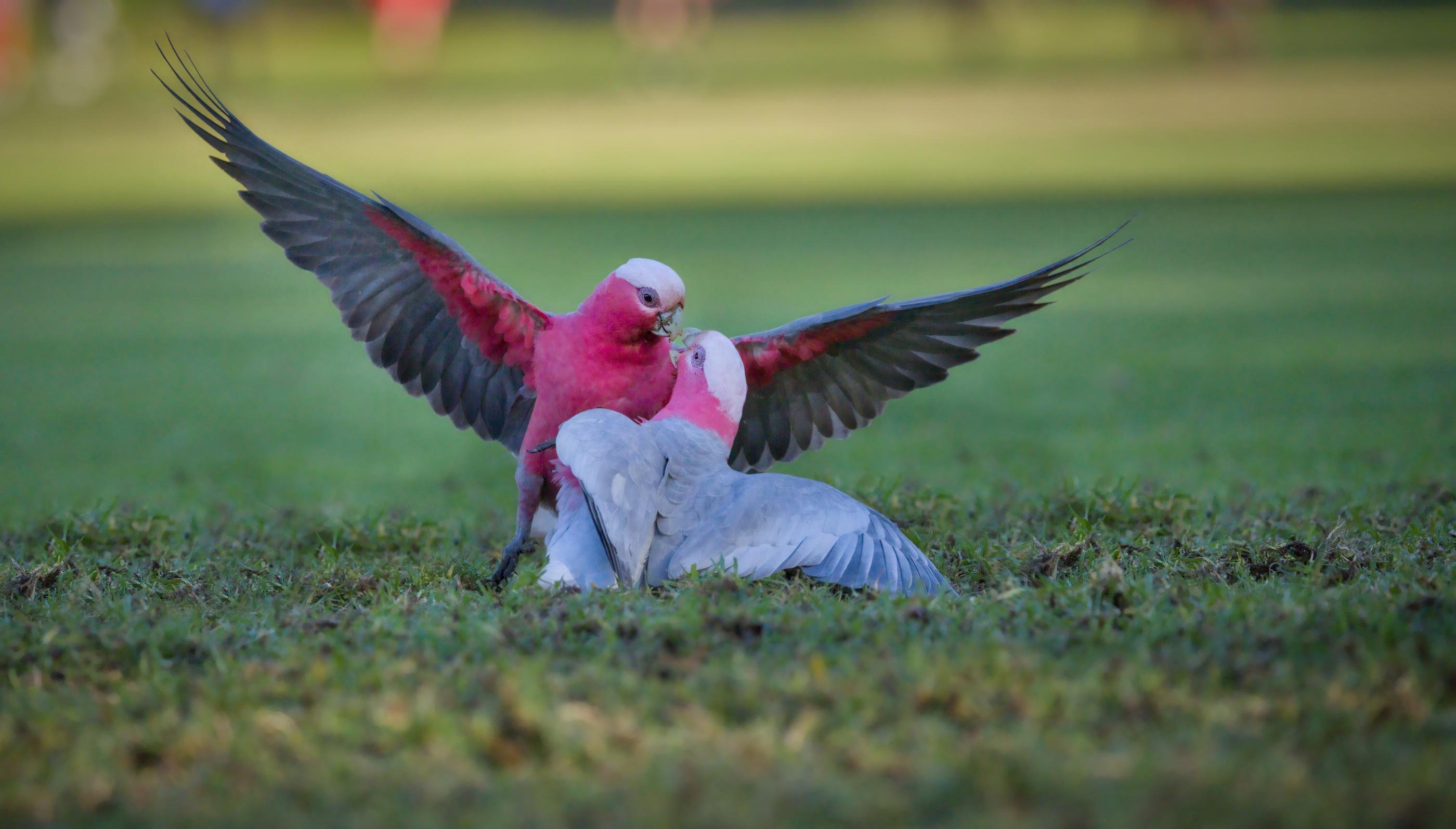 Two male galah cockatoos on grass, one lying down while the other stands over it with wings spread wide, both with pink chests and gray wings against a blurred green background.