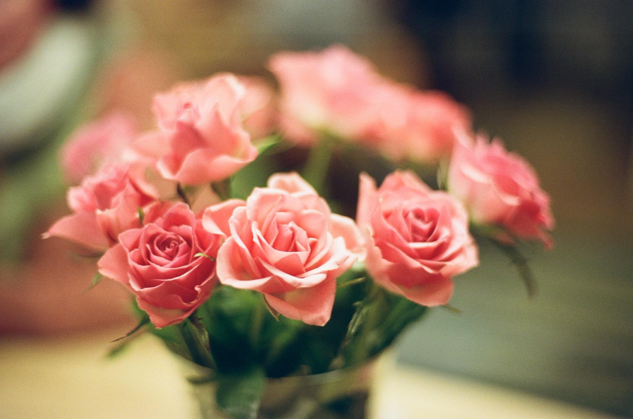 A bouquet of soft pink roses in a vase, photographed with a dreamy blur and shallow depth of field.