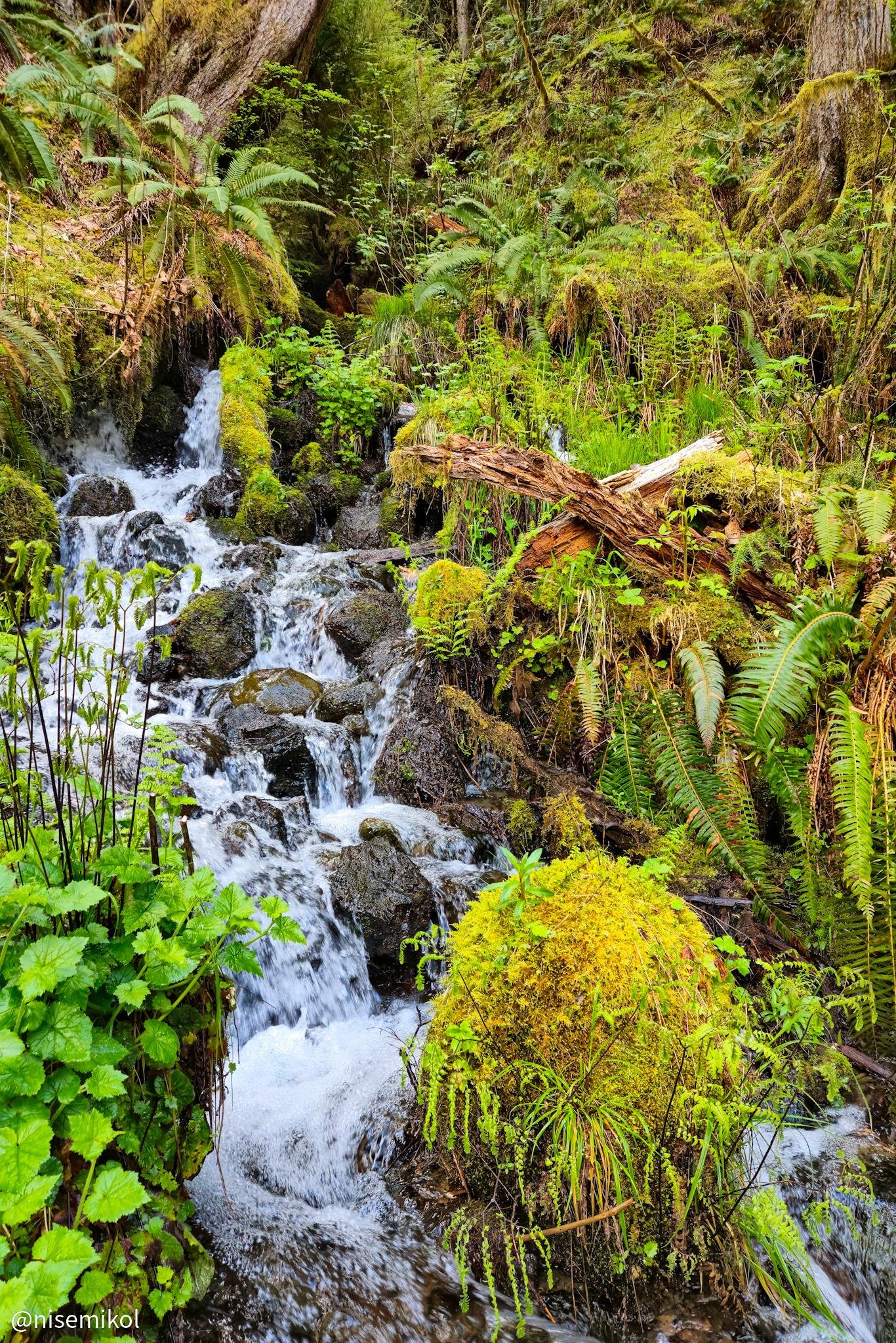 The image shows a lush, forested scene featuring a small waterfall cascading over rocks. The area is rich with green vegetation, including ferns and moss-covered logs. The scene conveys a sense of tranquility and natural beauty.