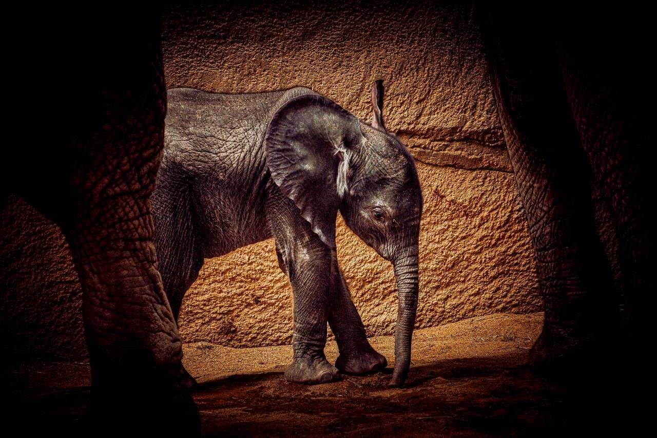 Young elephant standing on sandy ground with its trunk hanging down, framed between the legs of two larger elephants in the foreground, against a textured tan rock wall.