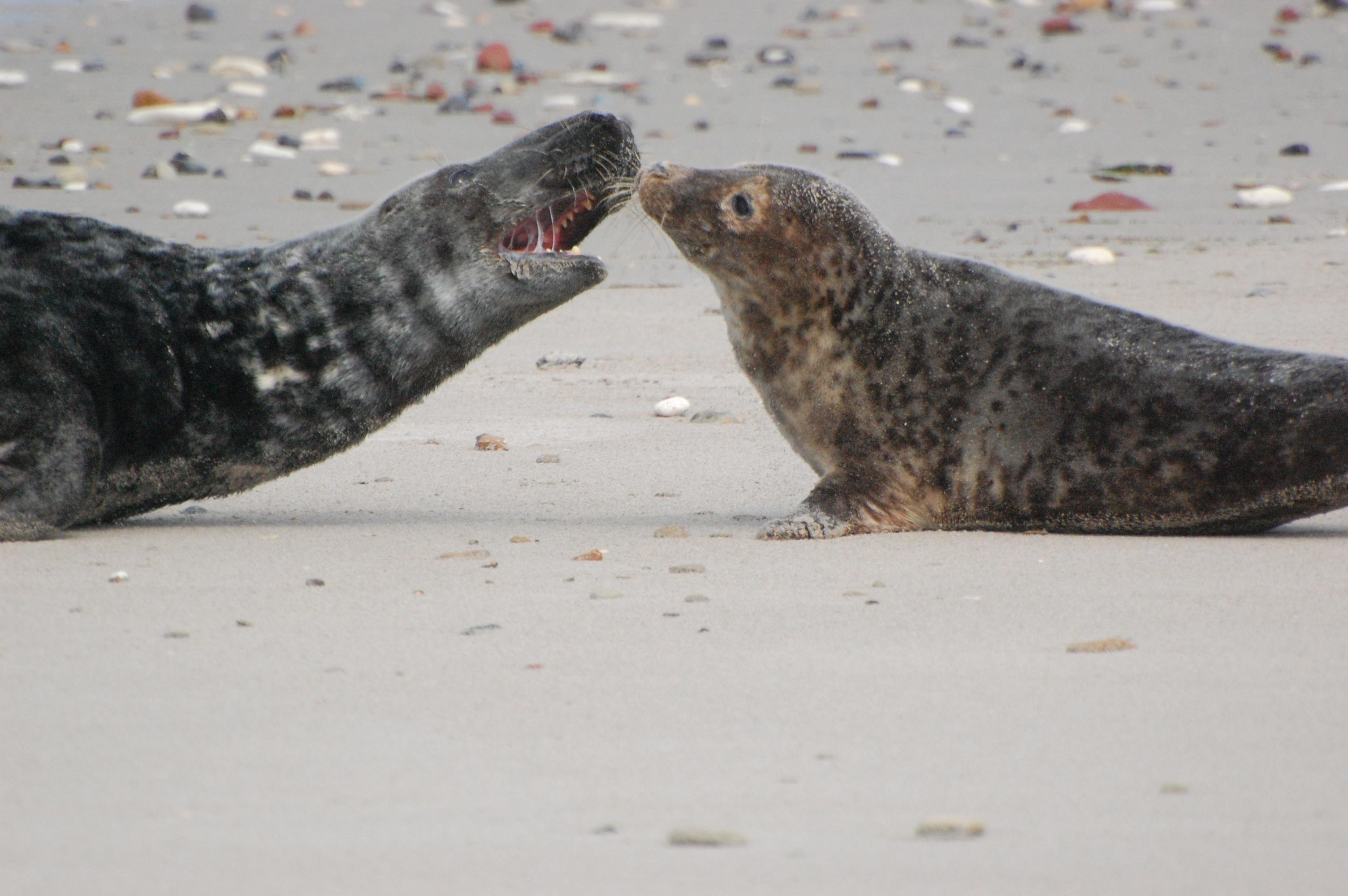Two seals lying on a sandy beach, facing each other. The seal on the left has its mouth open, while the one on the right has a speckled pattern on its fur. The background shows scattered stones and shells on the sand.