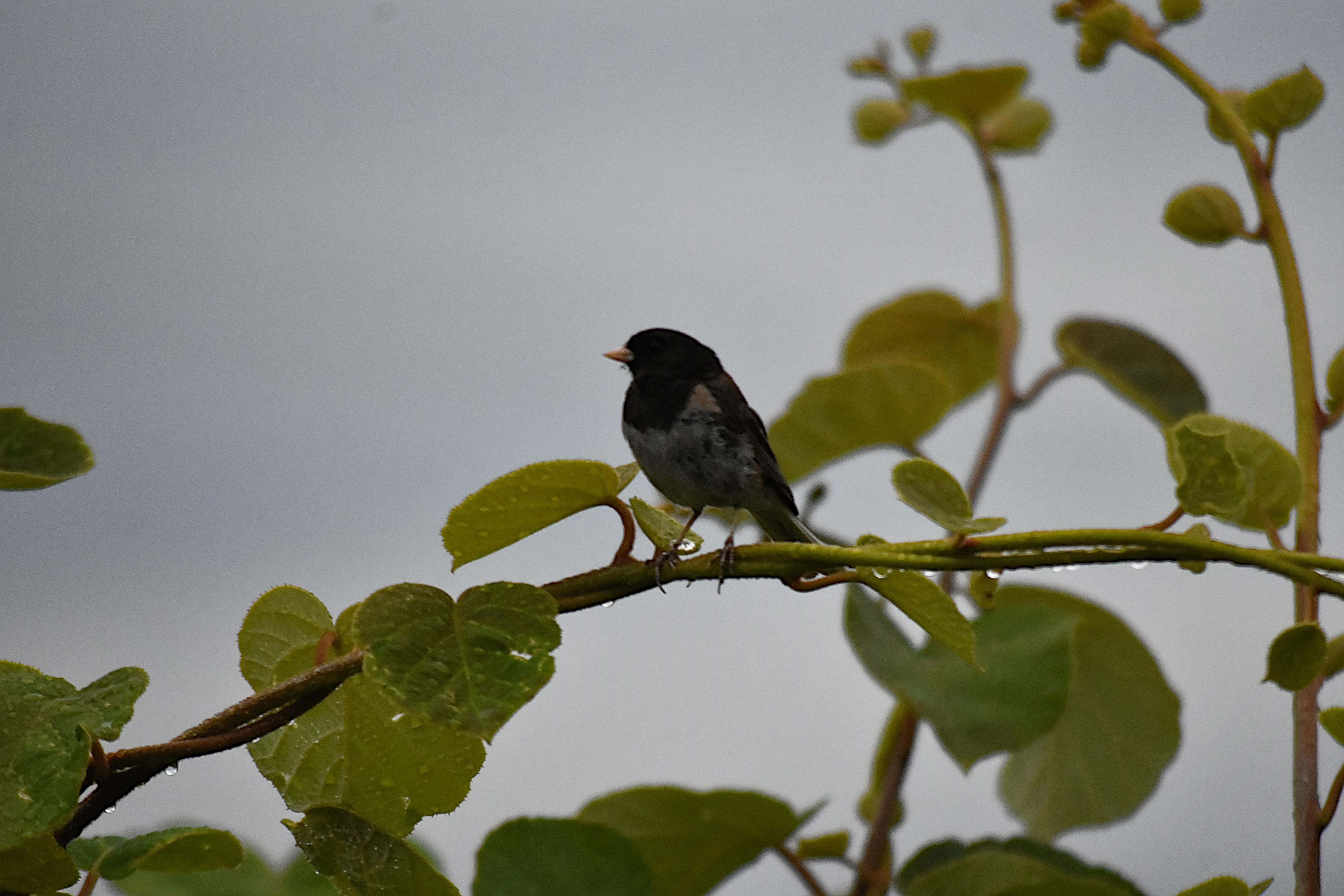 El pájaro se encuentra perchado en una rama de un níspero que tiene hojas con gotas de lluvia. El día es gris. Tiene la cabeza, el pecho y el dorso de color negro. El vientre es de color blanco manchado con plumas negras. Patas larga y delgadas, pico corto y amarillo.
Si estás leyendo este texto es porque tienes dificultades de visión y espero que te haya ayudado a ver la imagen. Si no ha sido así, te agradecería los comentarios.
Si lo has leído aunque ves la imagen sin problemas recuerda que debes poner un texto alternativo en tus archivos multimedia para que todo el mundo pueda disfrutarlos.