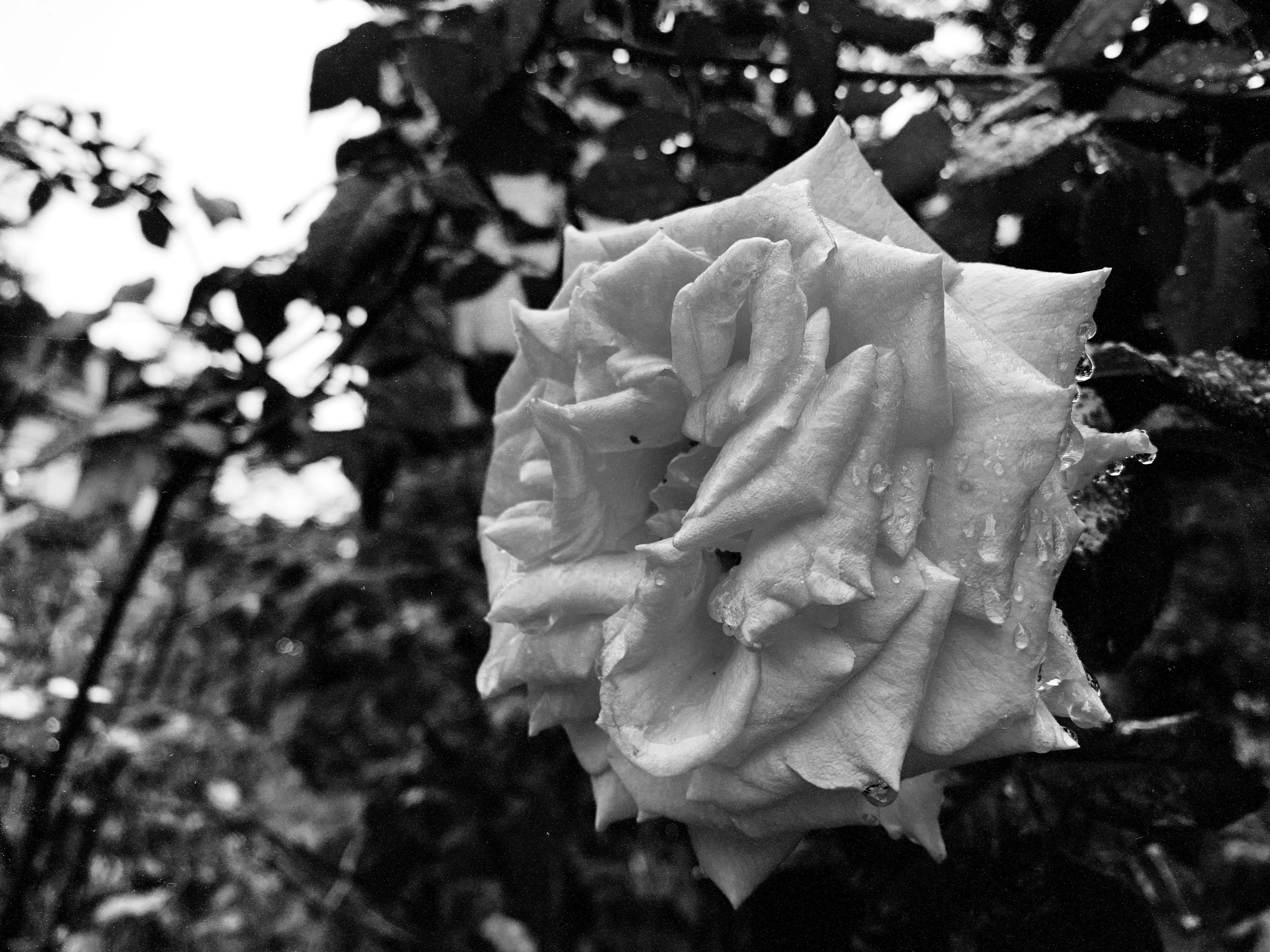 Close-up of a white rose covered in water droplets, with ruffled petals in sharp focus. The background features blurred foliage and stems. The image is in black and white, emphasizing texture and contrast.