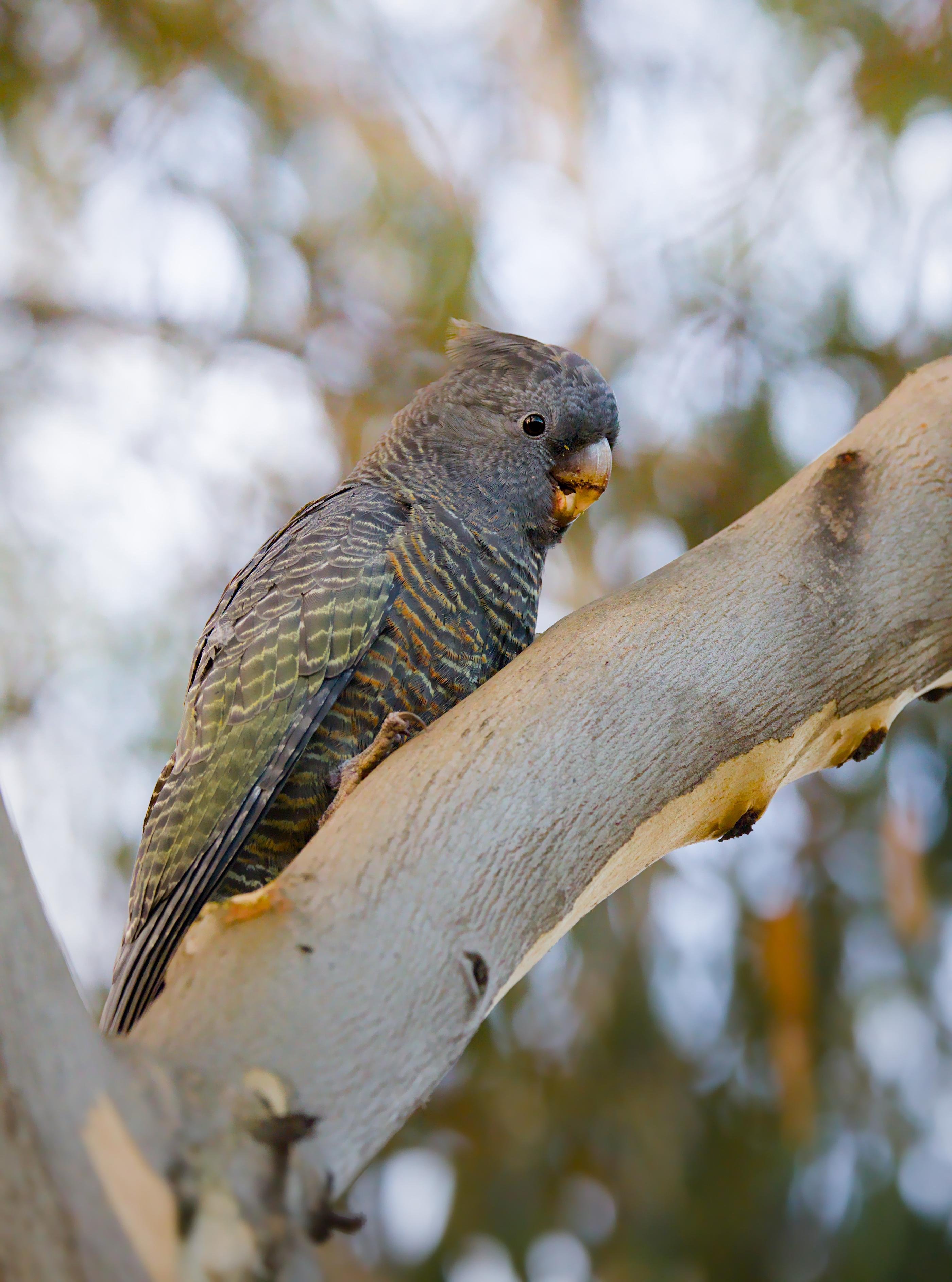 A female Gang gang is perched on a pale tree branch, facing right against a blurred background of foliage and sky.