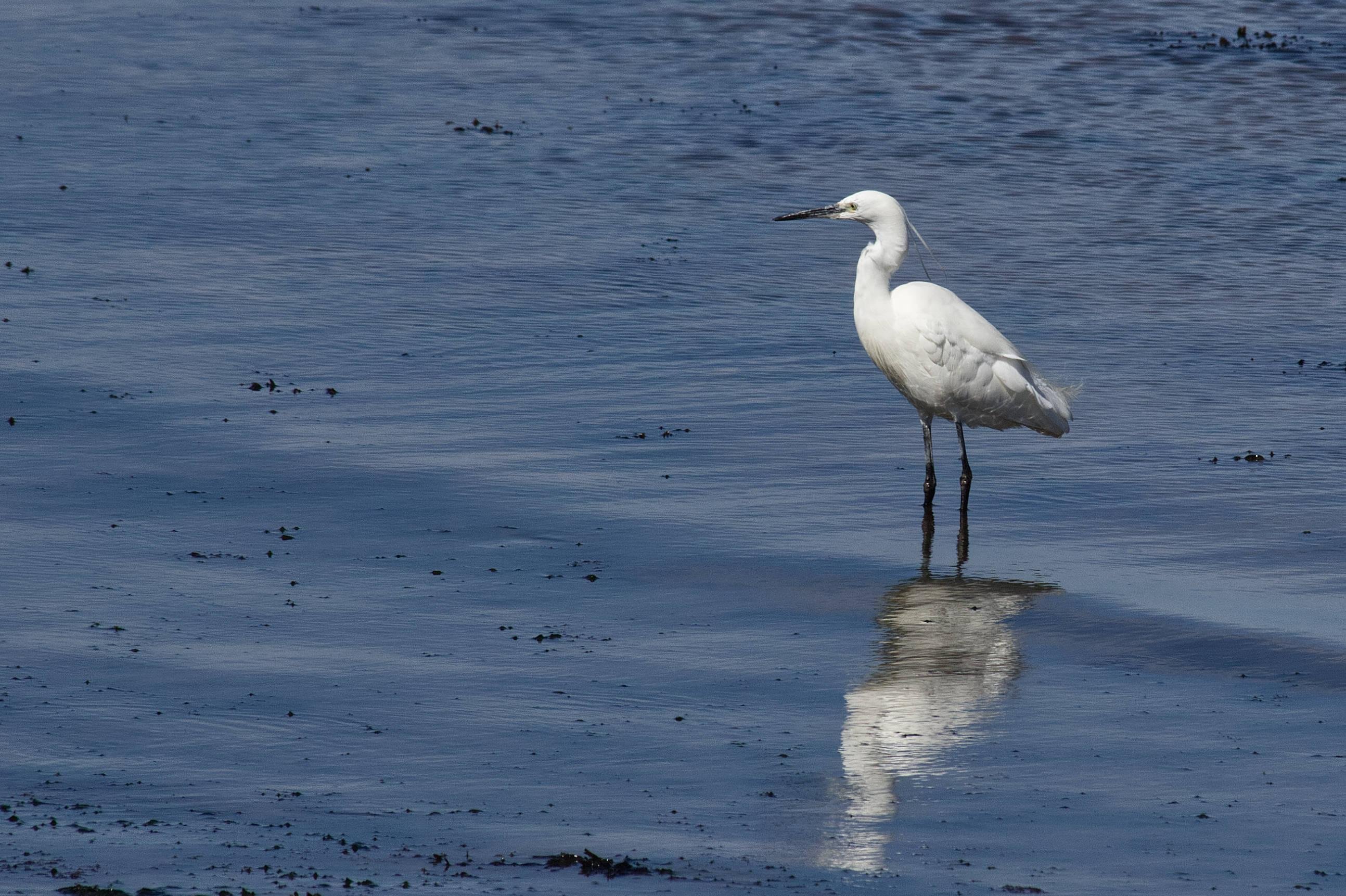 A little egret stands in shallow blue seawater with small ripples, and a few bits of seaweed. It's a white, tall bird shaped like a heron, with a long neck and a long, sharp, black beak. It has a wispy crest (bit like a ponytail) on the back of the head, and black legs.