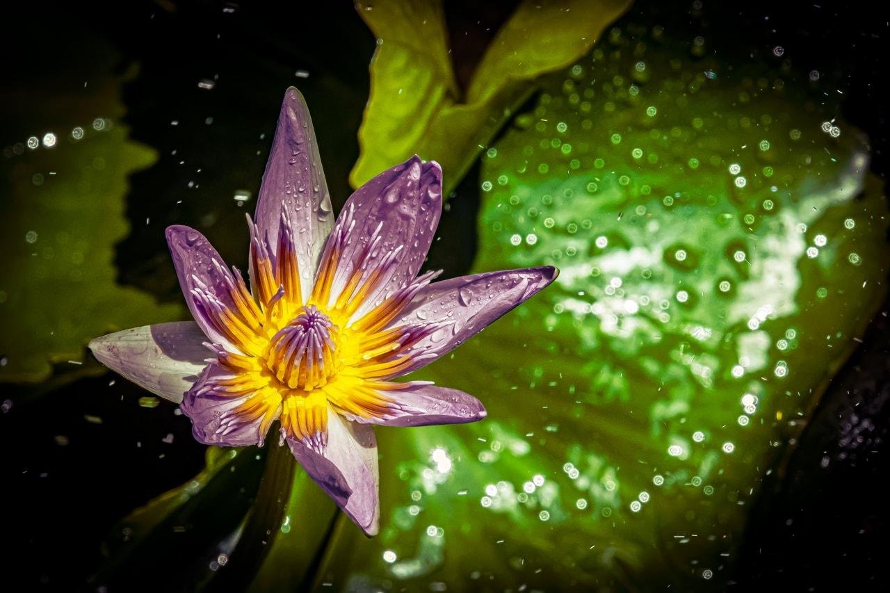 The image shows a water lily with purple petals and a yellow center. It's covered in water droplets and surrounded by green leaves, likely floating on water.