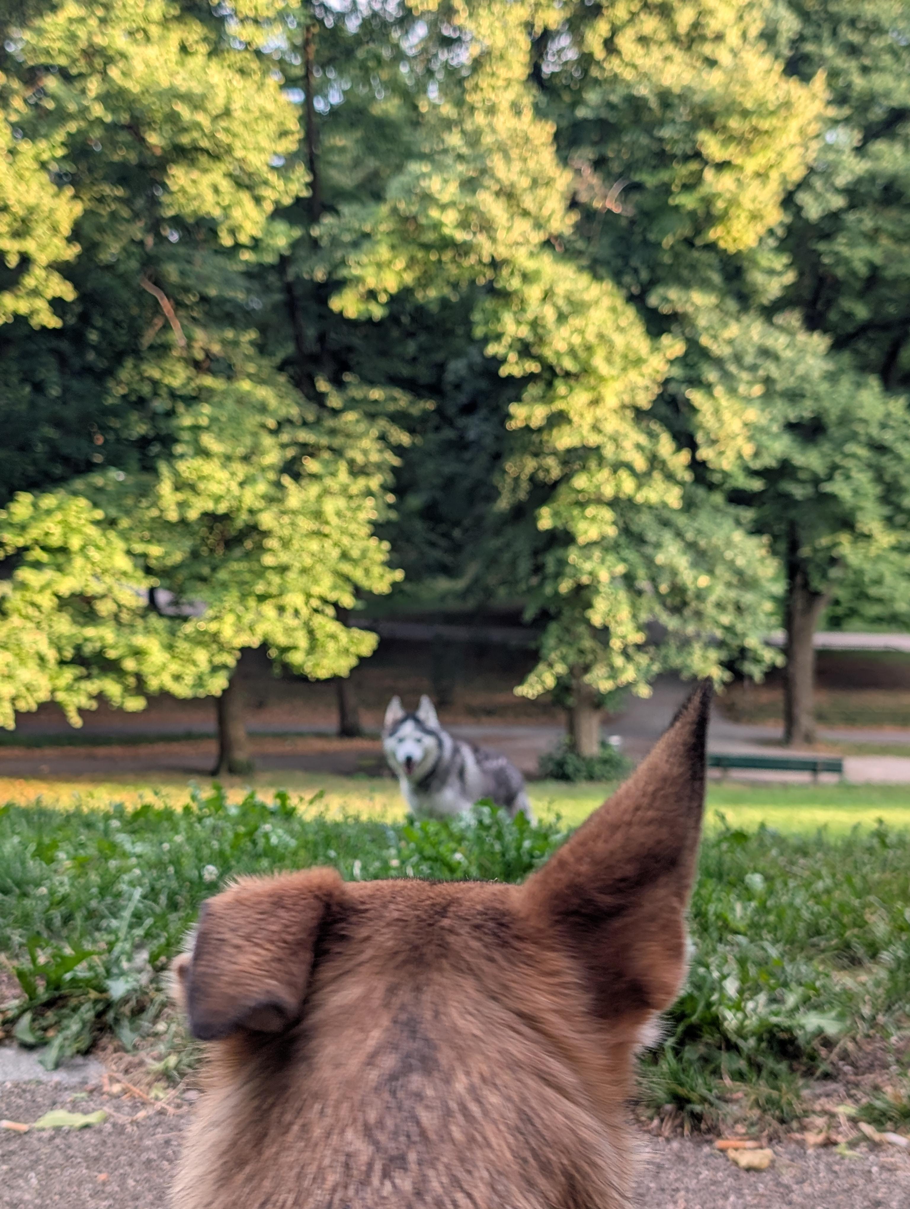 View from behind a brown dog’s head and pointed ear in the foreground, looking toward a gray-and-white husky standing on a grassy area in a tree-filled park with a path in the background.