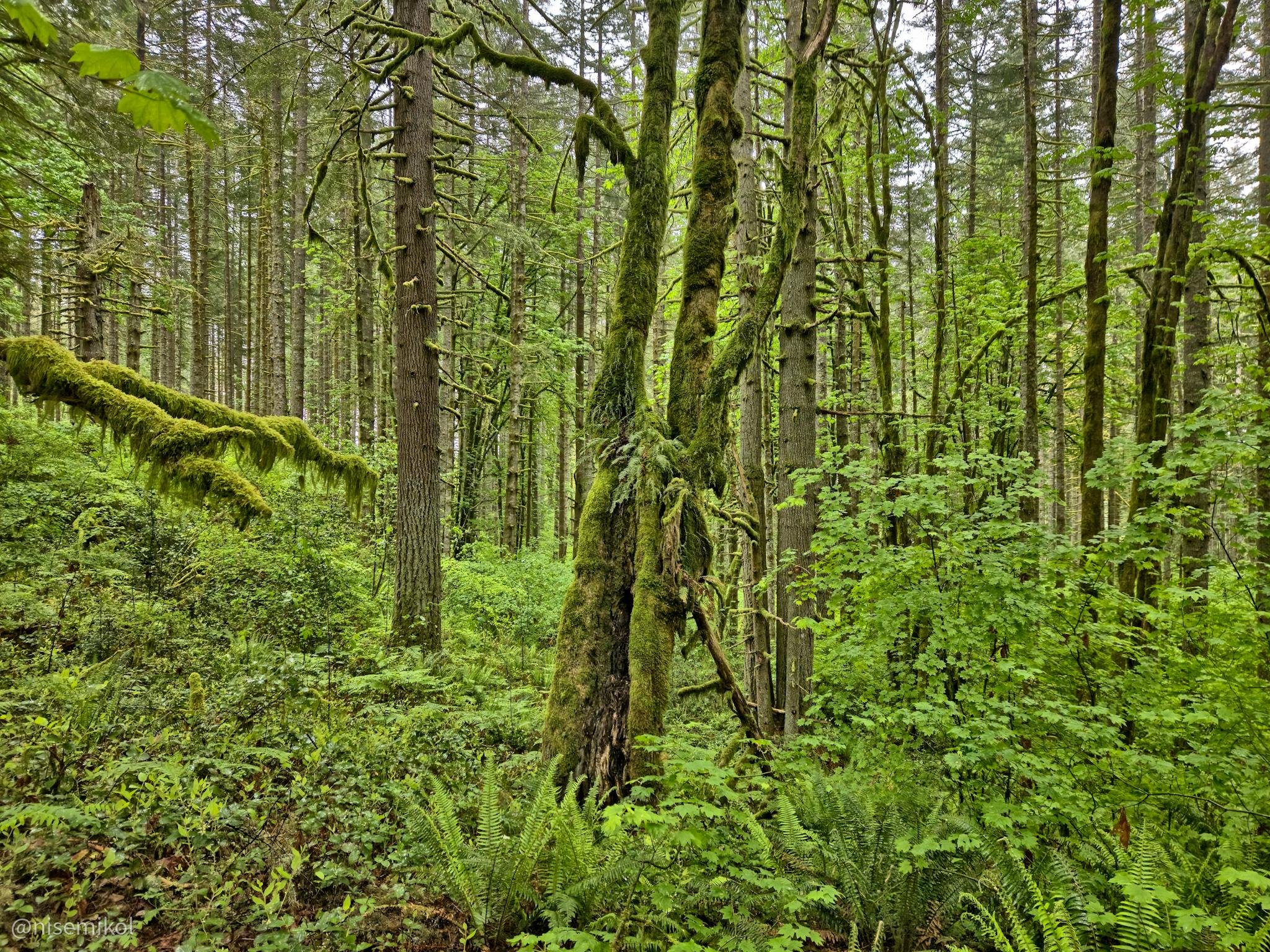 Dense forest with tall, slender trees covered in moss. Lush greenery fills the scene, including ferns and various undergrowth. Soft, diffused light filters through the canopy, highlighting the rich diversity of vegetation.