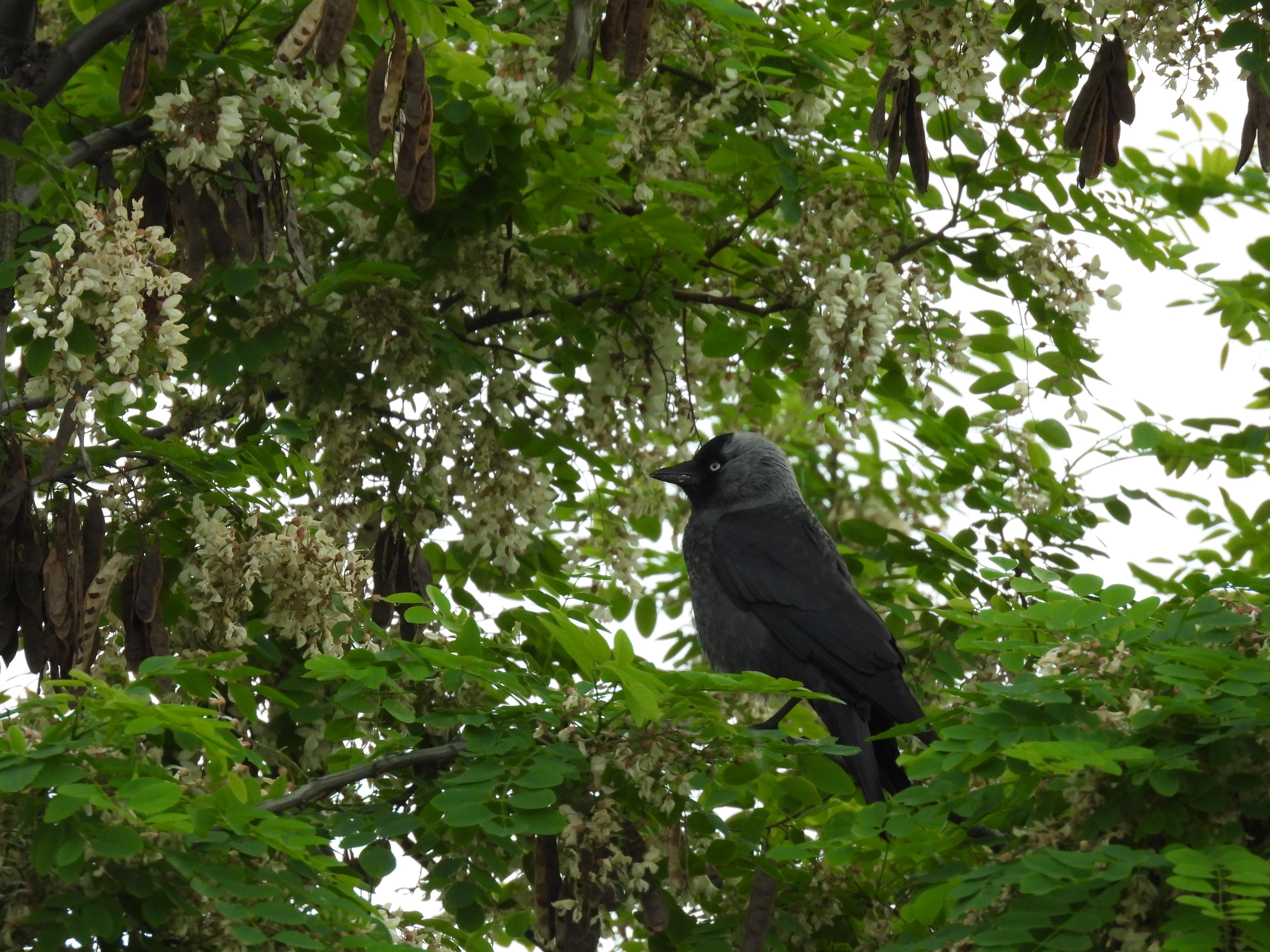 a jackdaw perched on a tree, facing left. the tree is blooming, its branches filled with white flowers.