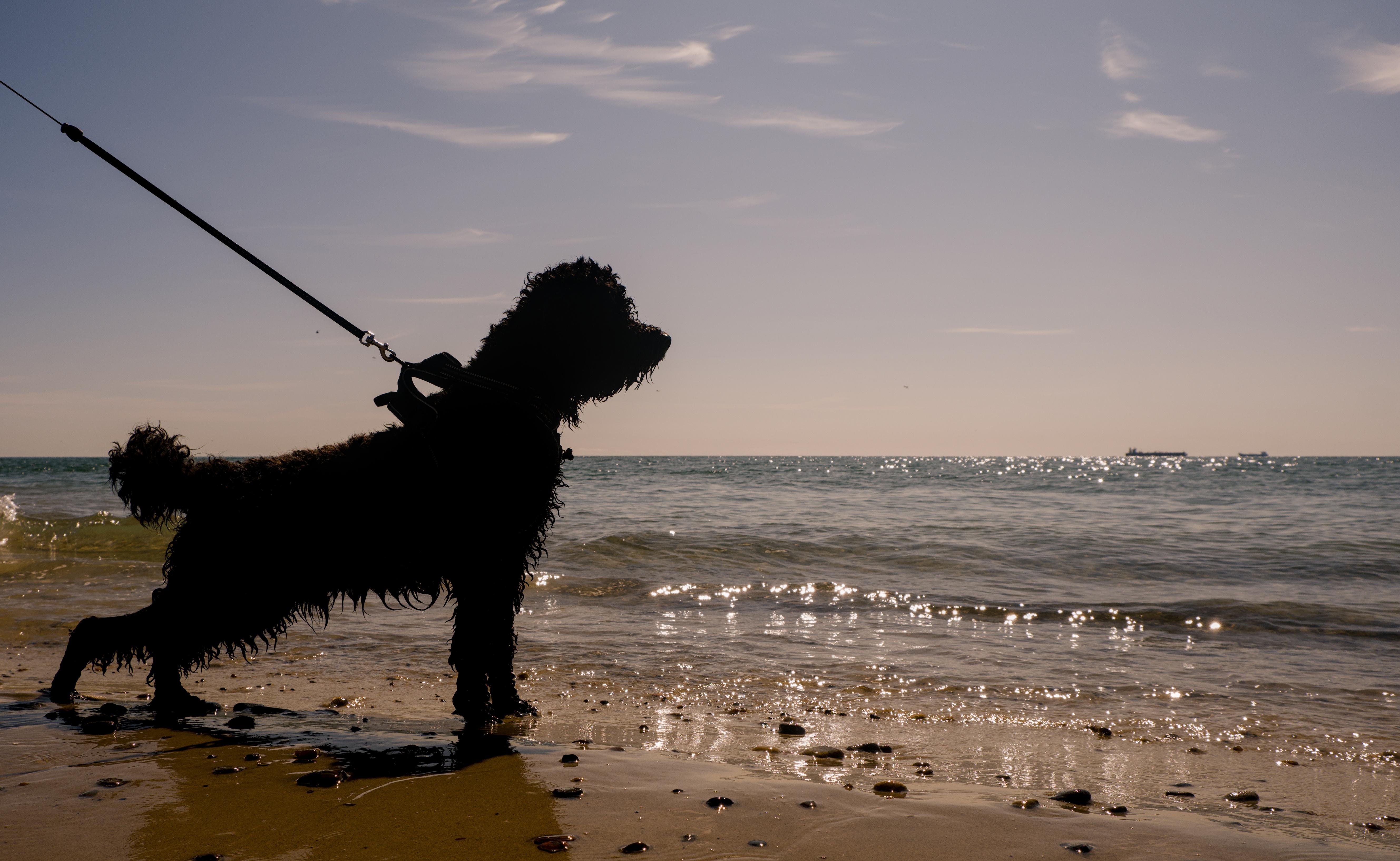 Silhouette of a shaggy dog on a leash standing on wet sand at the shoreline, with small waves and sun reflections on the water under a partly cloudy sky.