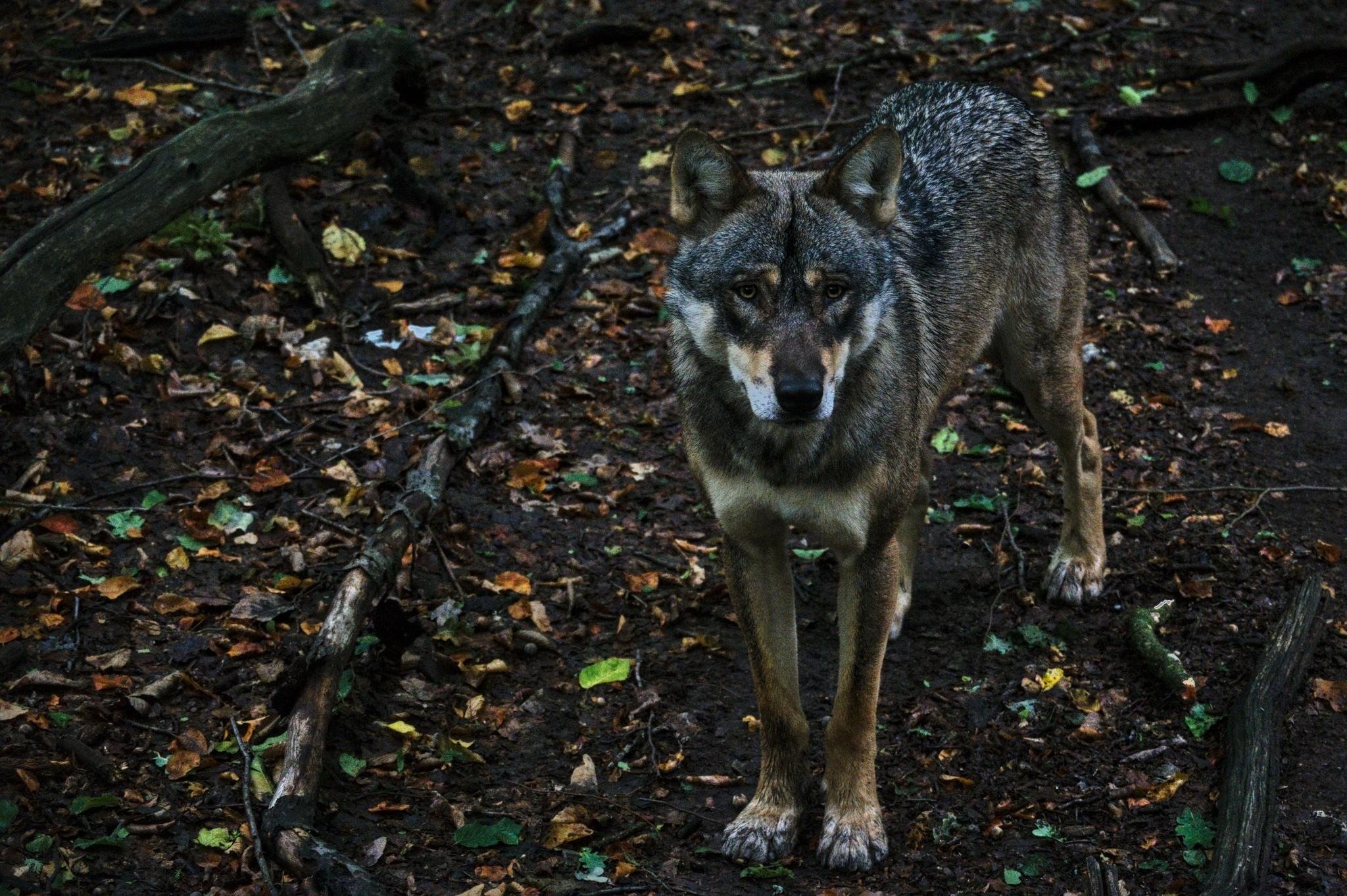 Gray wolf standing on a leaf-strewn forest floor, facing the camera, with fallen branches and dark soil surrounding it.