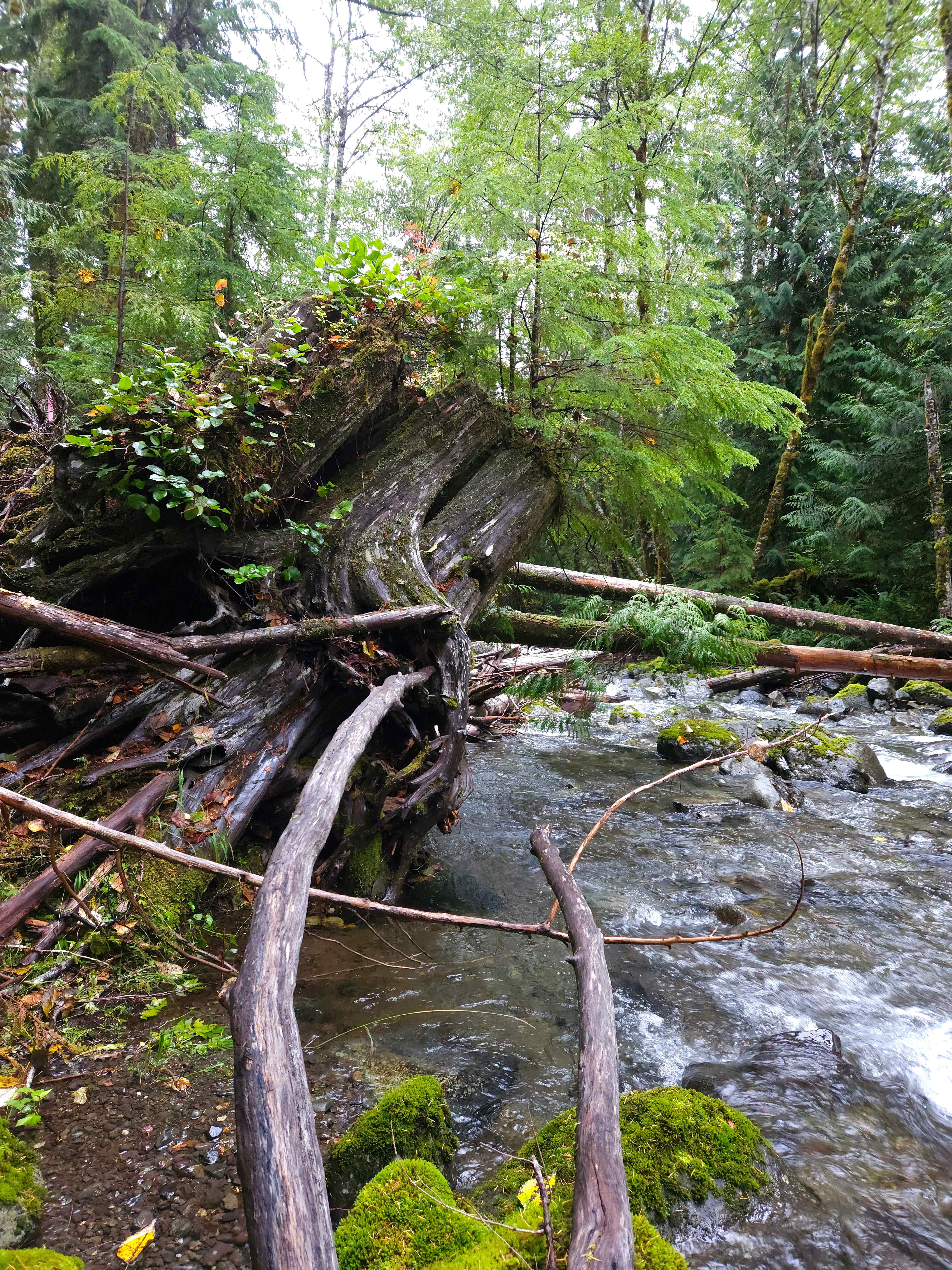 The image shows a lush forest scene with a flowing stream. There are fallen logs and branches over the water, and a large, uprooted tree with green foliage growing on it. The surroundings are dense with greenery, including moss-covered rocks and various plants. The atmosphere is natural and serene.