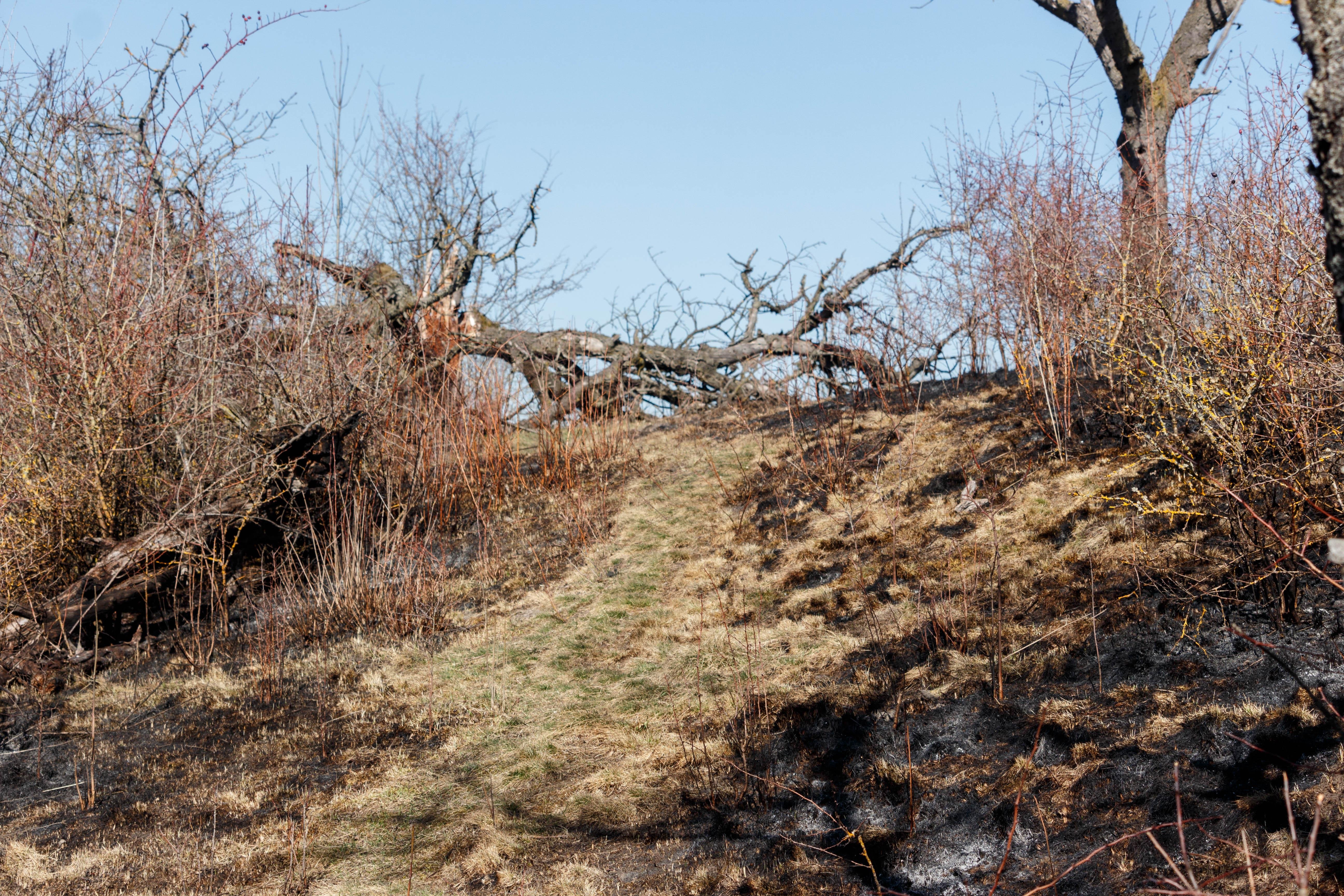 Narrow dirt path between scorched grass and leafless shrubs, leading uphill to a fallen tree blocking the trail under a clear blue sky.