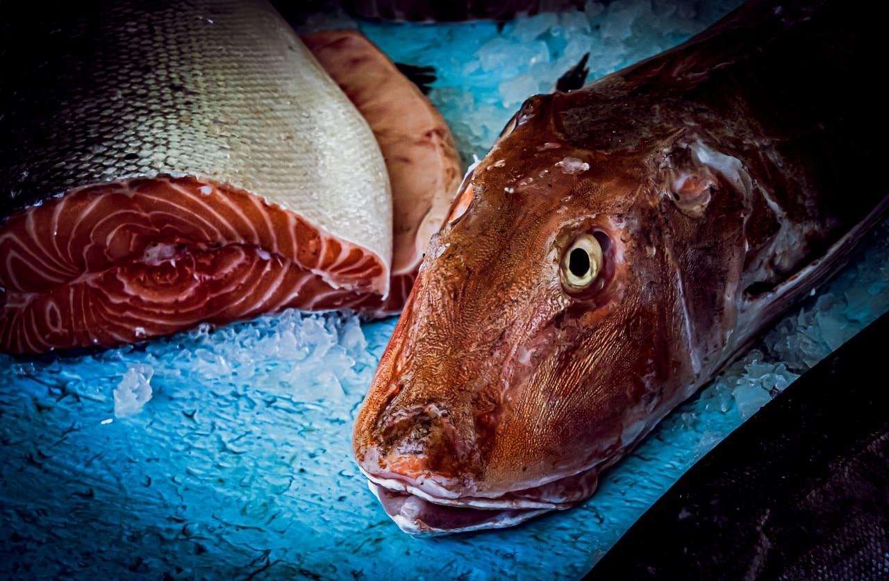 Fish head with eyes intact lying on a bed of ice, next to a side of raw salmon, displaying its pinkish-orange flesh and visible fat layers. Bright blue background contrasts with the fish and ice.