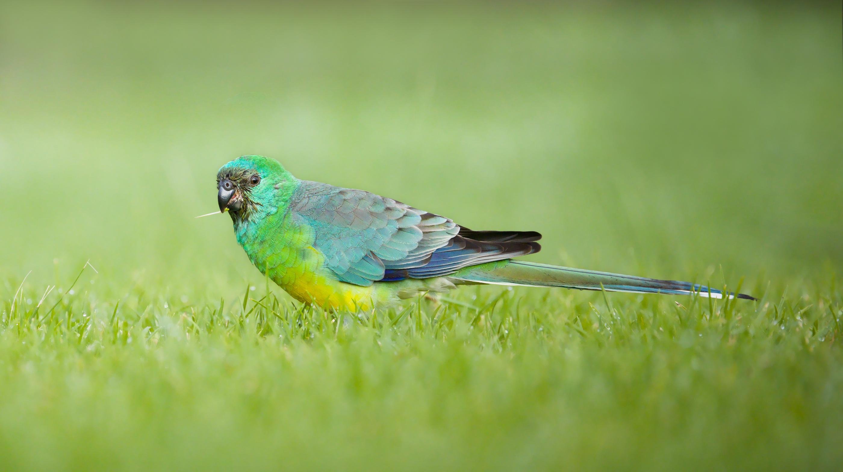 A red-rumped parrot in short grass, facing left, with a long blue tail trailing to the right against a blurred green background.