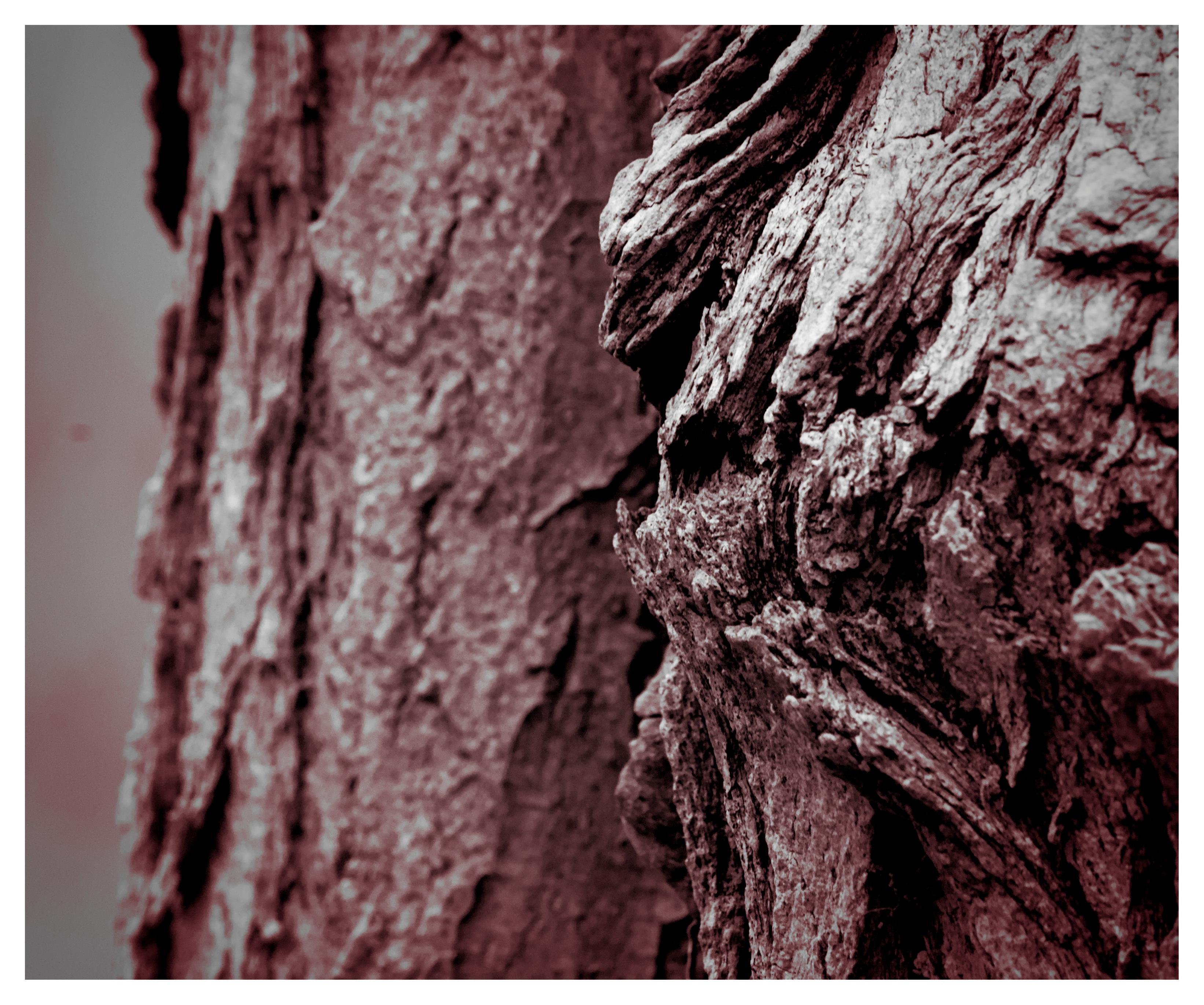 Cette image présente un gros plan de l'écorce d'un arbre. La texture et les motifs de l'écorce sont capturés en détail, montrant la surface rugueuse que l'on trouve généralement sur le tronc des arbres. L'image a été présentée dans un ton monochrome.