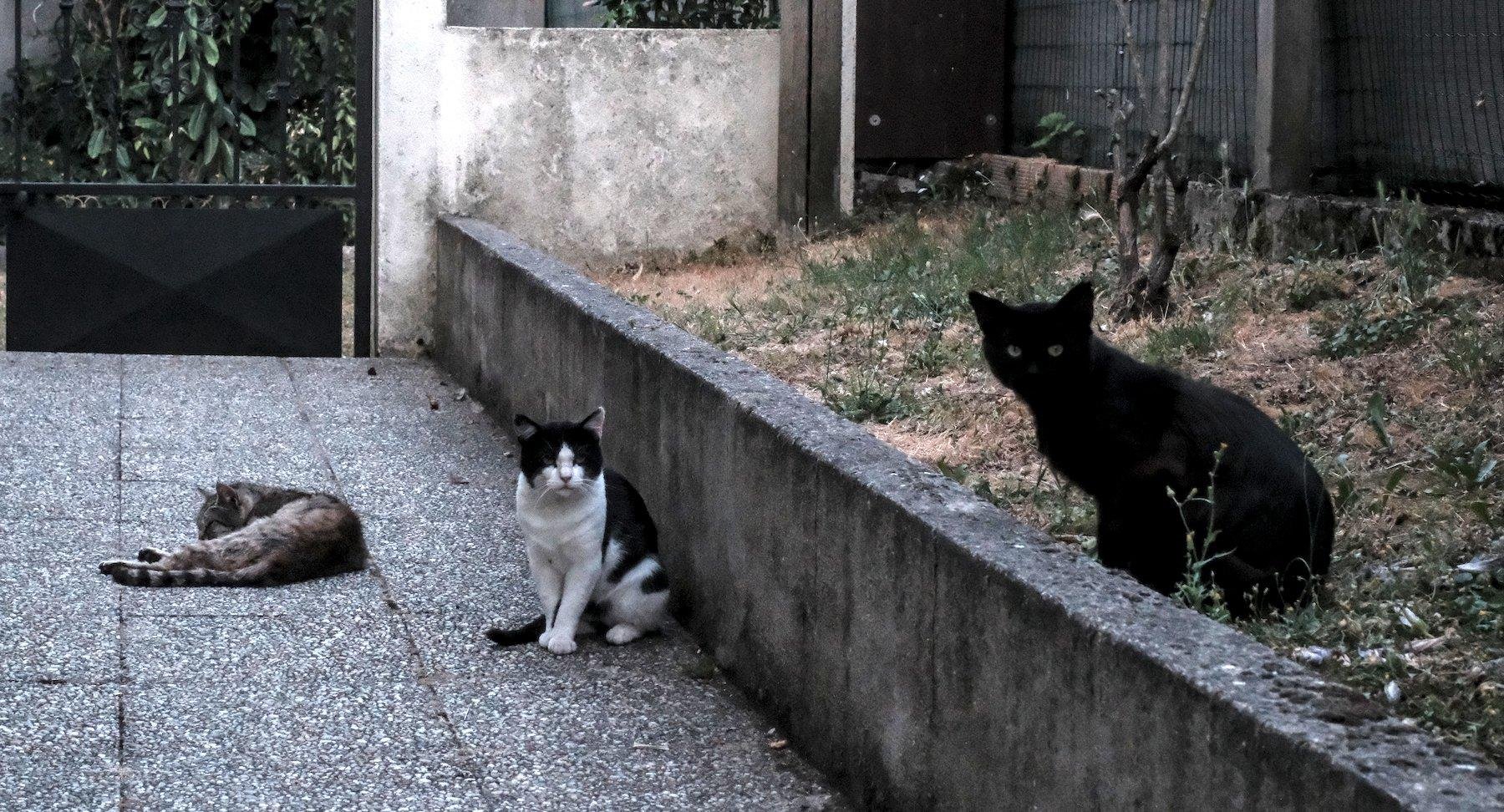 Photo horizontale. Dans une allée piétonne, 3 chats. Celui de gauche, tigré marron/noir, dors, au milieu, noir et blanc, assis, regarde la caméra, méfiant. À droite, dans un par terre de pelouse, tout noir, assis, regarde aussi avec méfiance la caméra