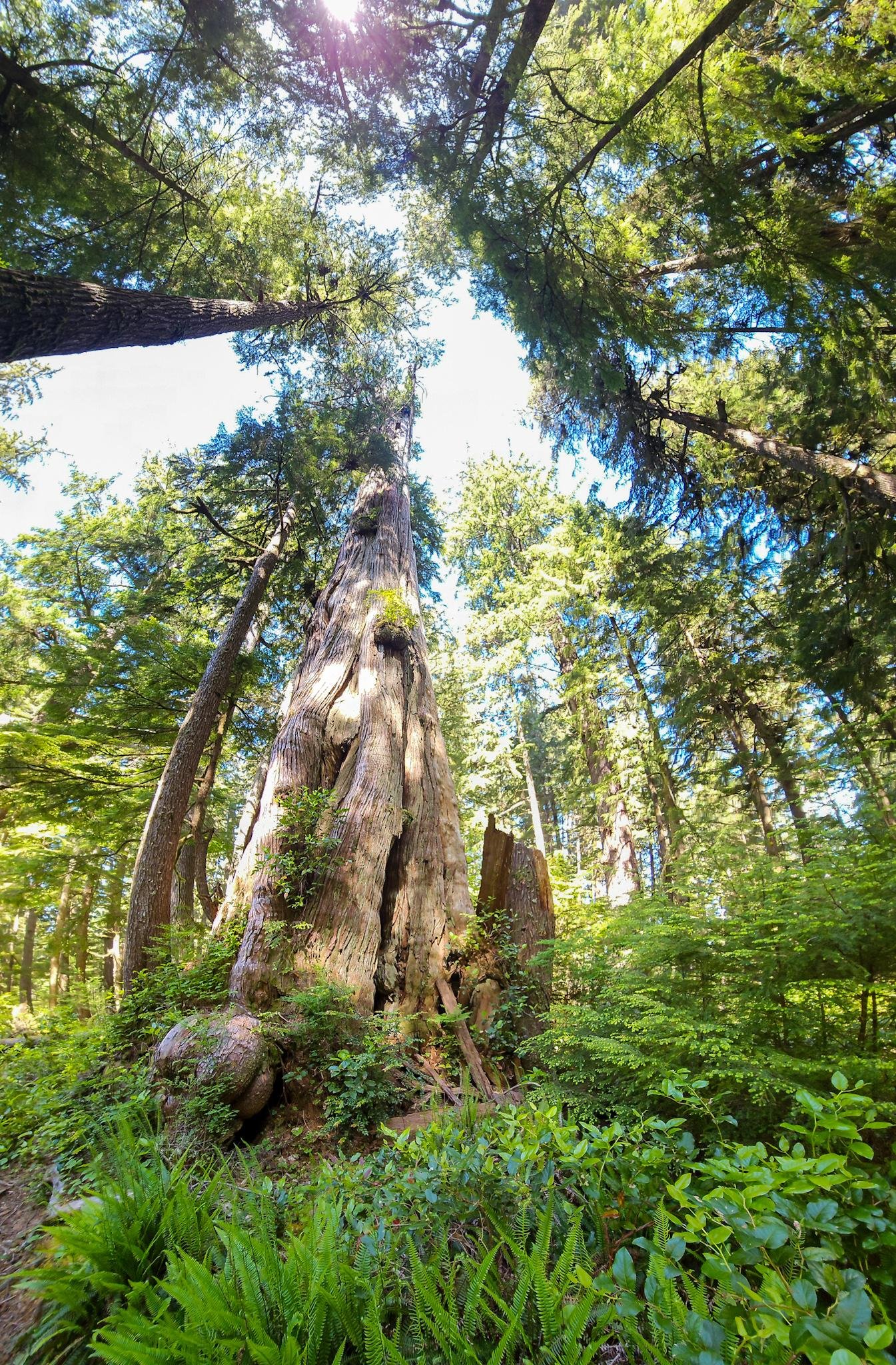 Tall, ancient trees in a dense forest with sunlight filtering through the canopy. A prominent, large trunk with visible age marks and a hollowed center stands surrounded by lush green foliage, ferns, and smaller plants. The perspective looks upward, emphasizing the height and grandeur of the trees against a blue sky.