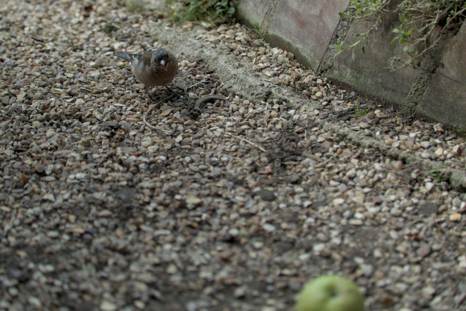 Photo format paysage presque monochrome, montrant un par terre de gravier et un moineau en haut à gauche, regardant une pomme verte, floue, en bas à droite et sortant du cadre