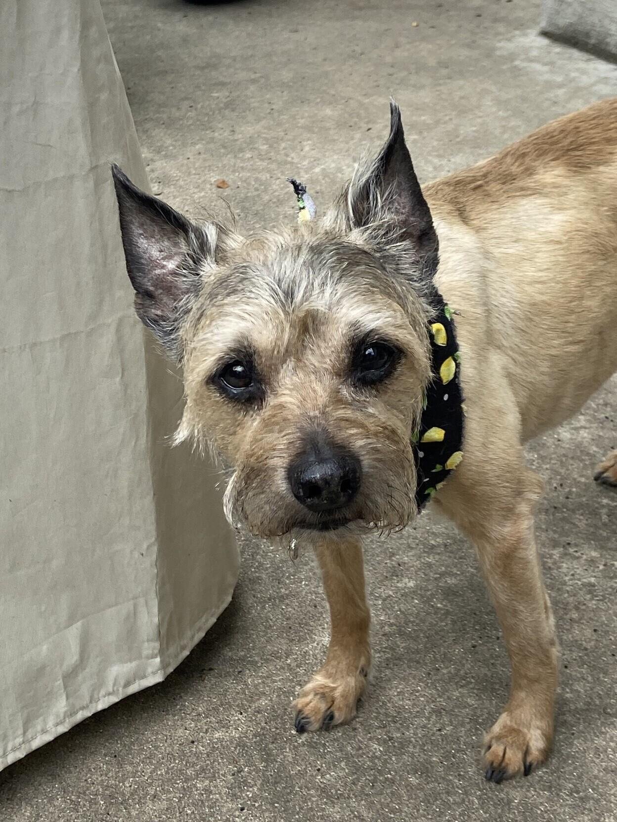 The image shows a small, light brown dog with pointy ears looking directly at the camera. The dog is wearing a black bandana with a yellow pattern and standing on a concrete surface.