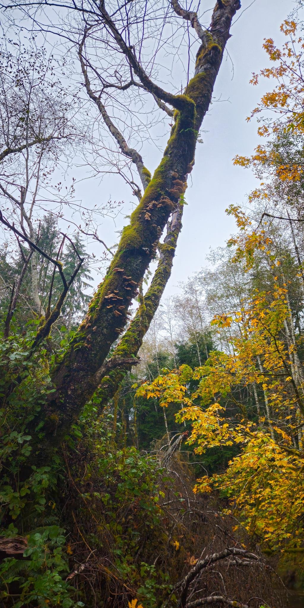 Low-angle view of a tall, moss-covered tree trunk with clusters of shelf fungi, surrounded by dense forest undergrowth and autumn yellow-orange leaves against an overcast sky.