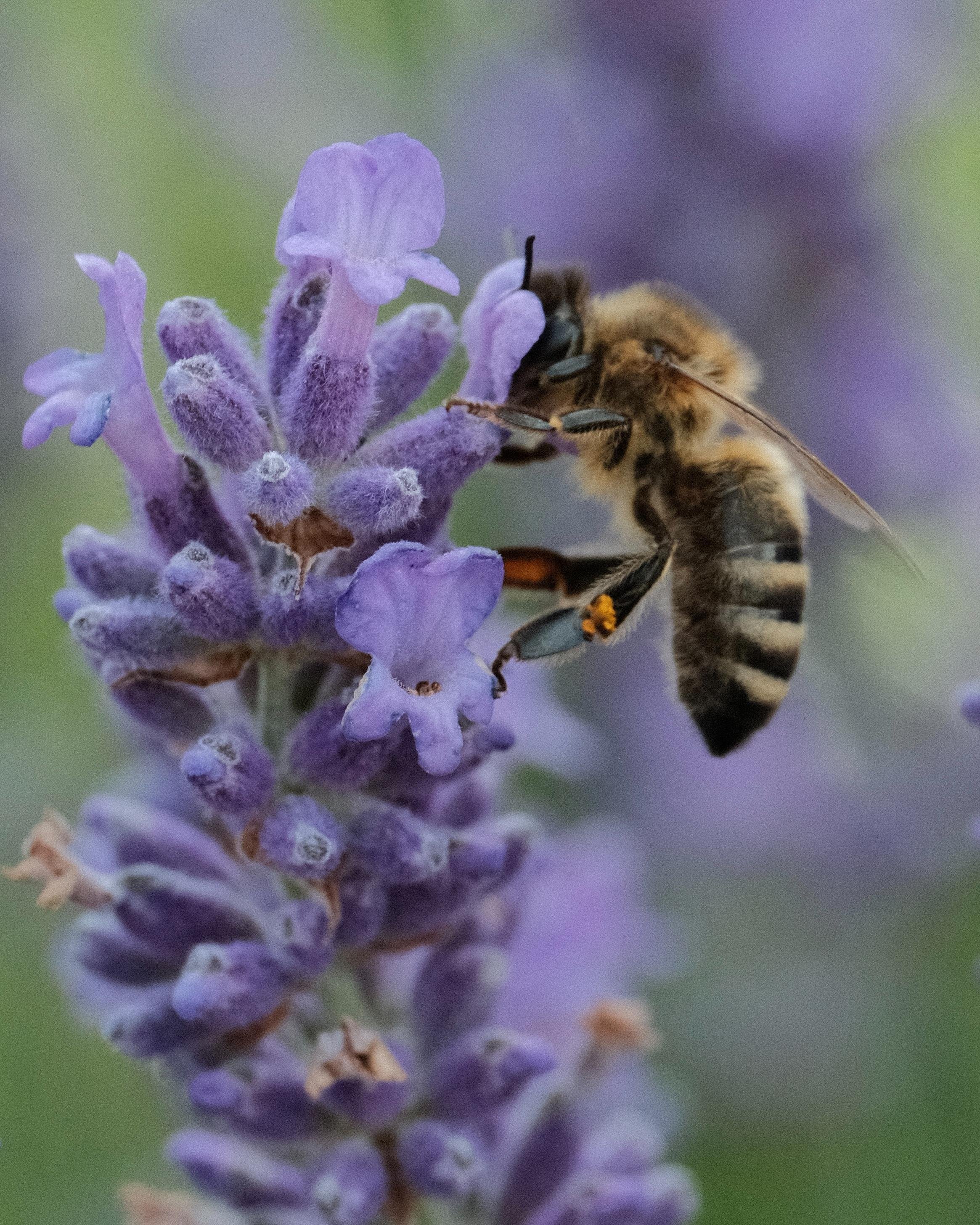A honey bee sitting on a lavender flower, its head buried deep into a small blossom . The background is heavily blurred green and purple of other lavender branches.