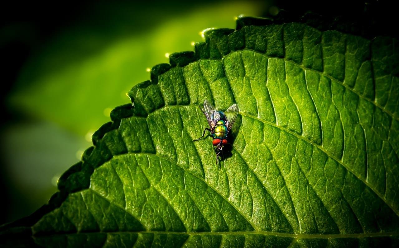 A metallic green and blue fly rests on a large, textured green leaf. The leaf has prominent veins and serrated edges. Sunlight highlights the fly and parts of the leaf, casting shadows that accentuate the leaf’s contours. The background is softly blurred, emphasizing the subject.