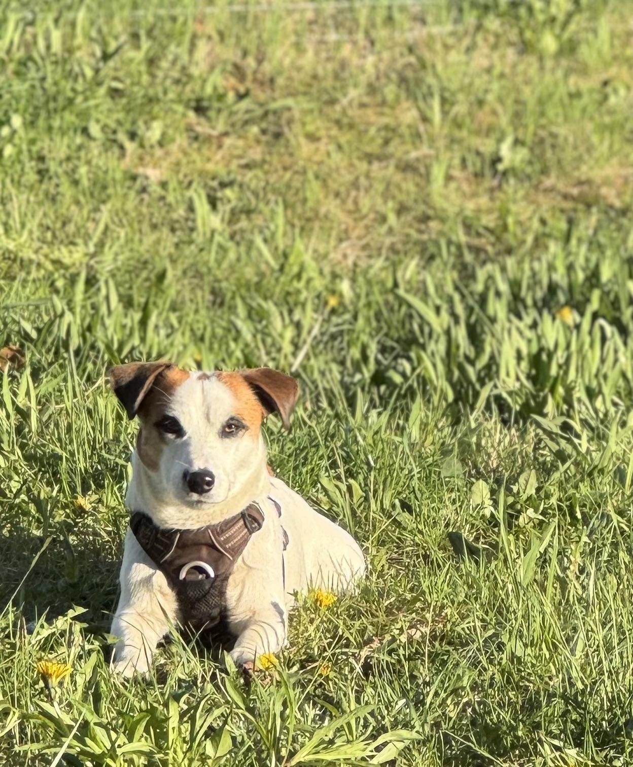 The image shows a small dog with a brown and white coat wearing a harness, lying on green grass. There are some yellow flowers scattered around in the grass.