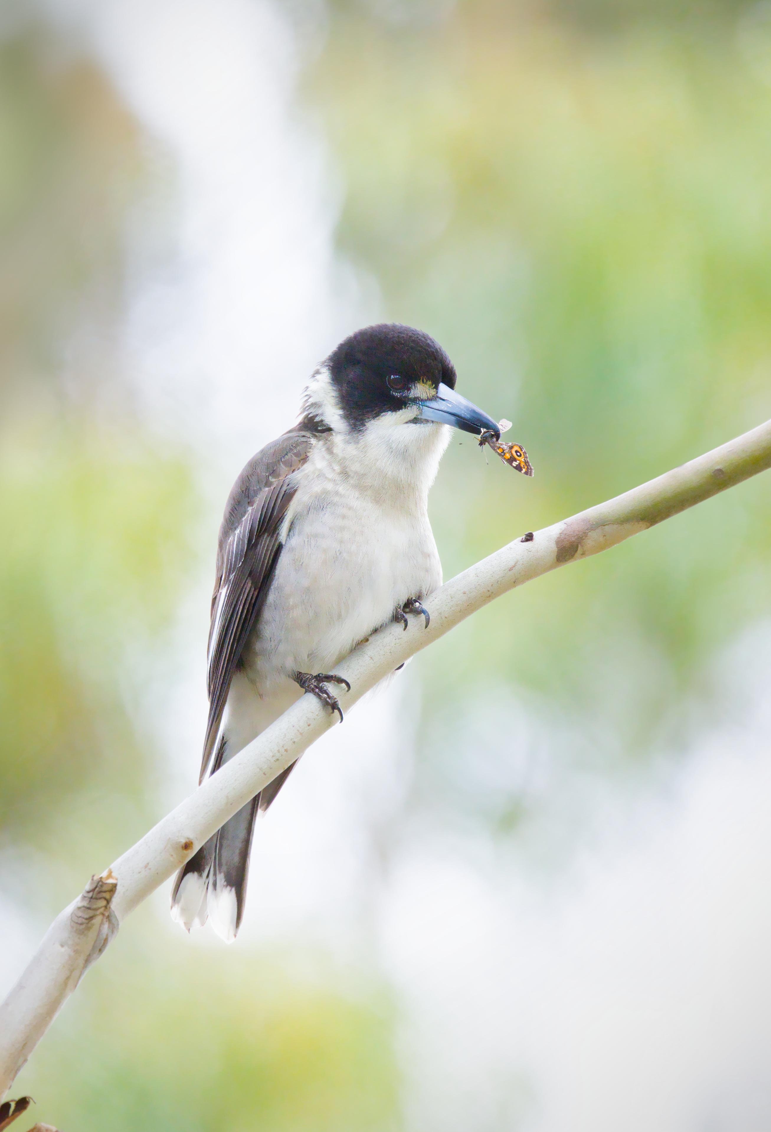 A pied butcher bird, holding a small orange-and-black insect (moth) in its beak against a blurred green background.