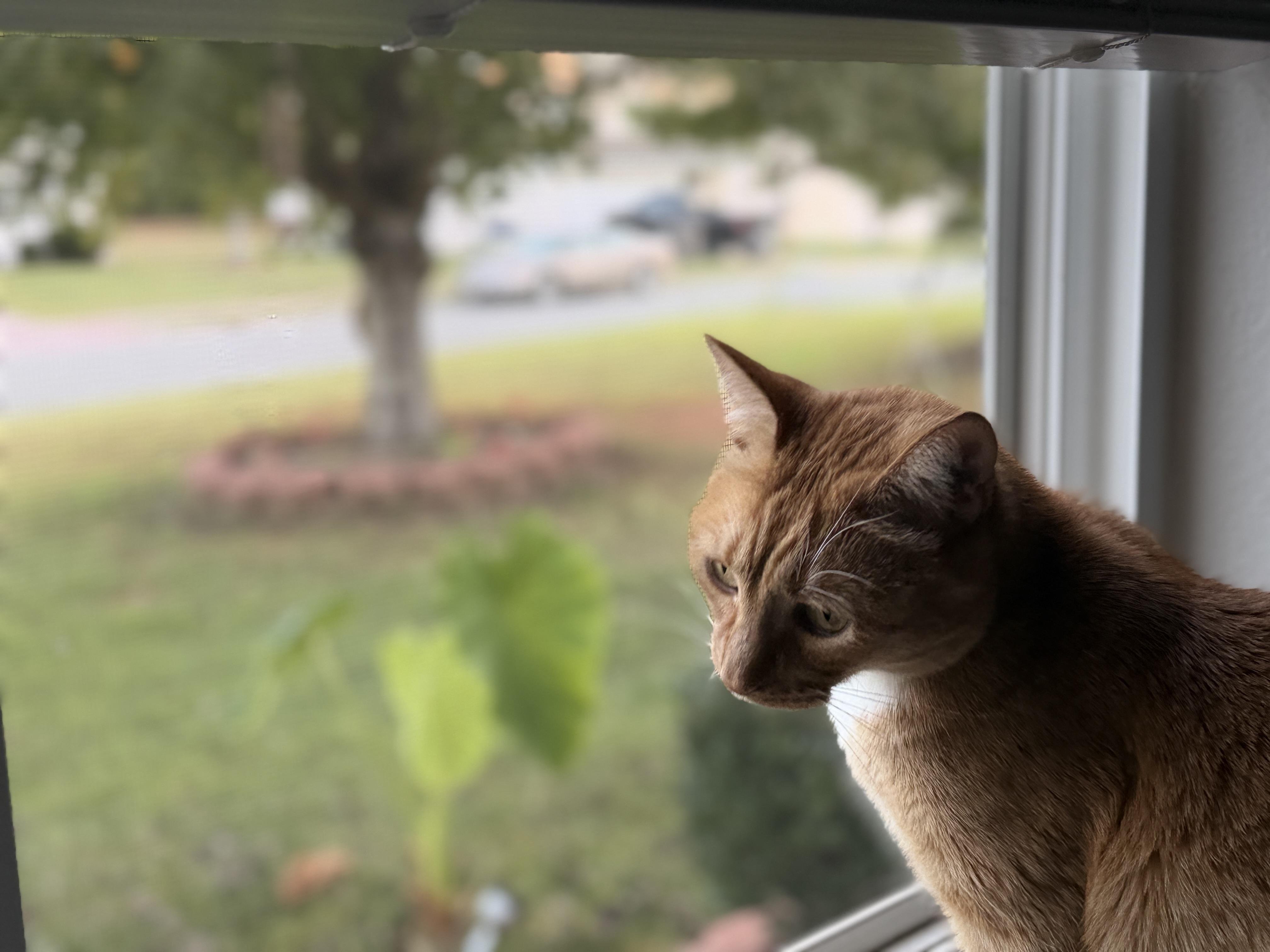 Orange tabby cat sitting on a windowsill, looking outside. The view through the window shows a blurred outdoor scene with a tree, grass, and a road with cars in the background.