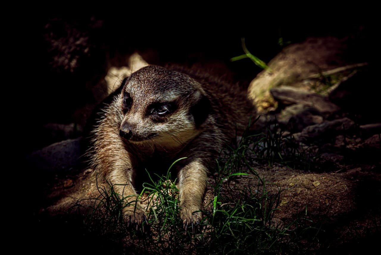 Meerkat lying on the ground with front paws extended, partially lit in a dark, shadowy setting with patches of grass and rocks in the foreground and background.