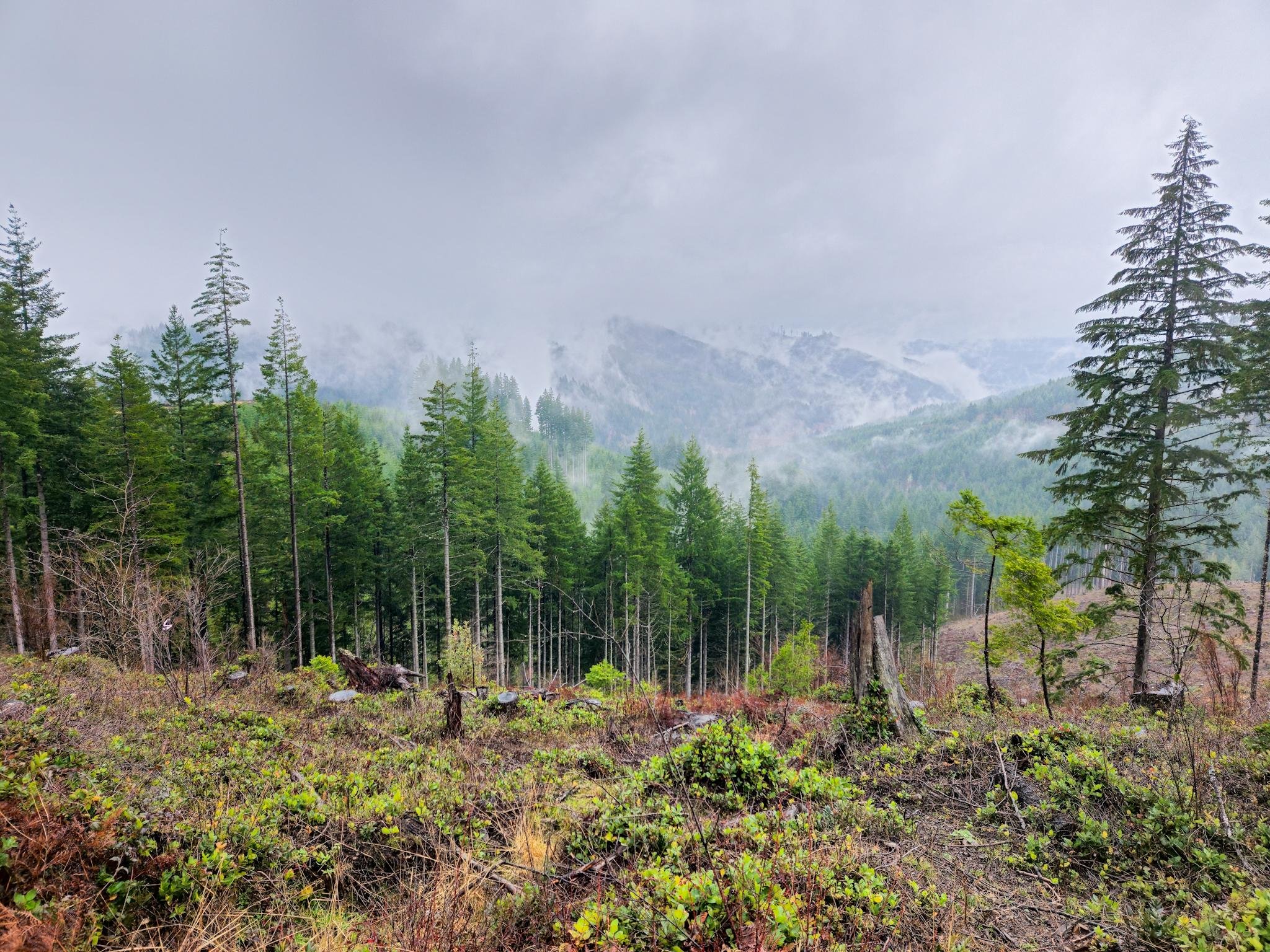 This image shows a scenic view of a forested area. There are evergreen trees covering the slopes, with some mist or fog in the background. The ground is covered with various shrubs and vegetation, and there are some tree stumps and fallen branches in the foreground. The atmosphere is cloudy, giving a serene and somewhat moody feel to the landscape.