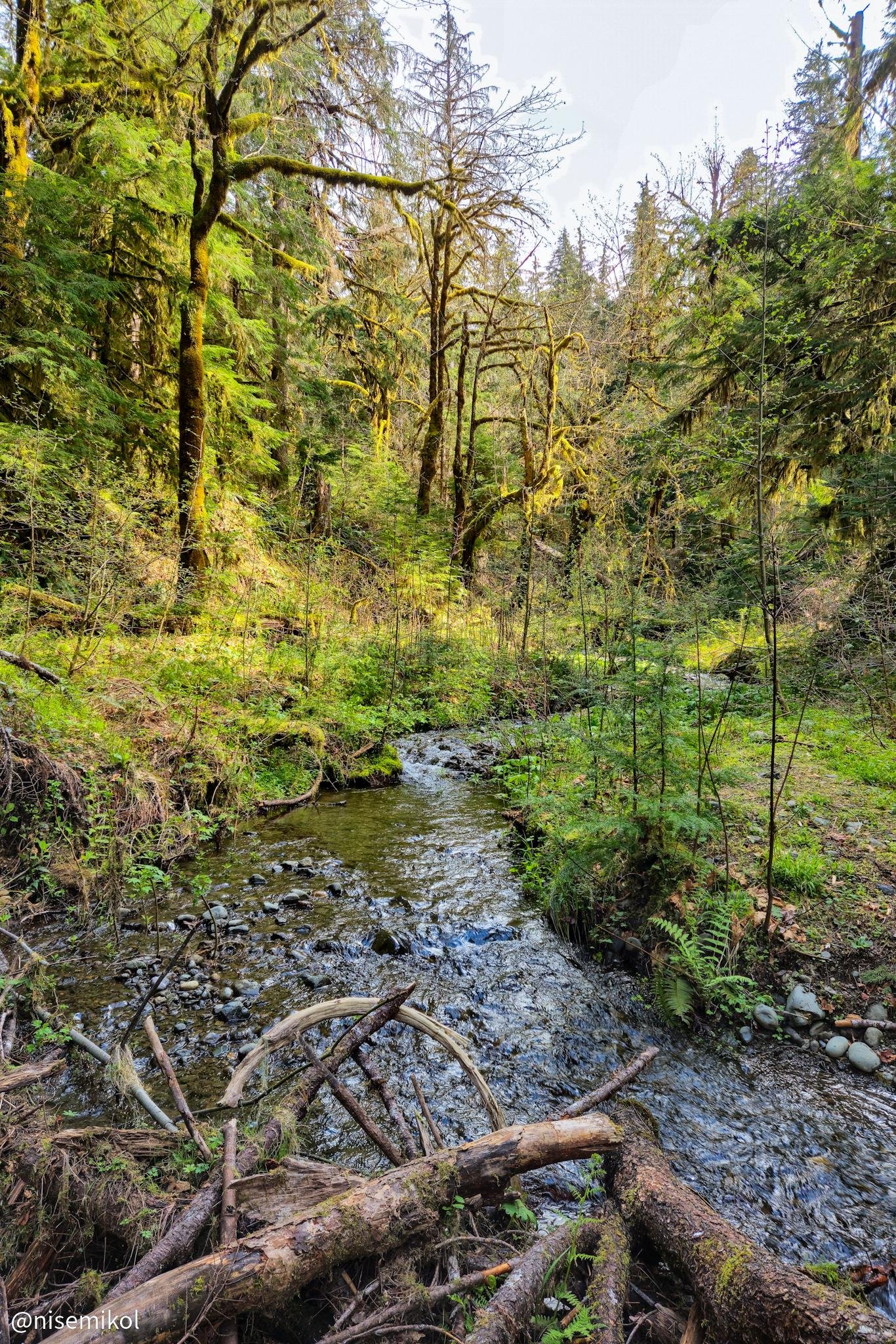 The image shows a lush forest scene with a small stream running through it. There are various trees, moss-covered branches, and dense greenery. The setting appears natural and serene.