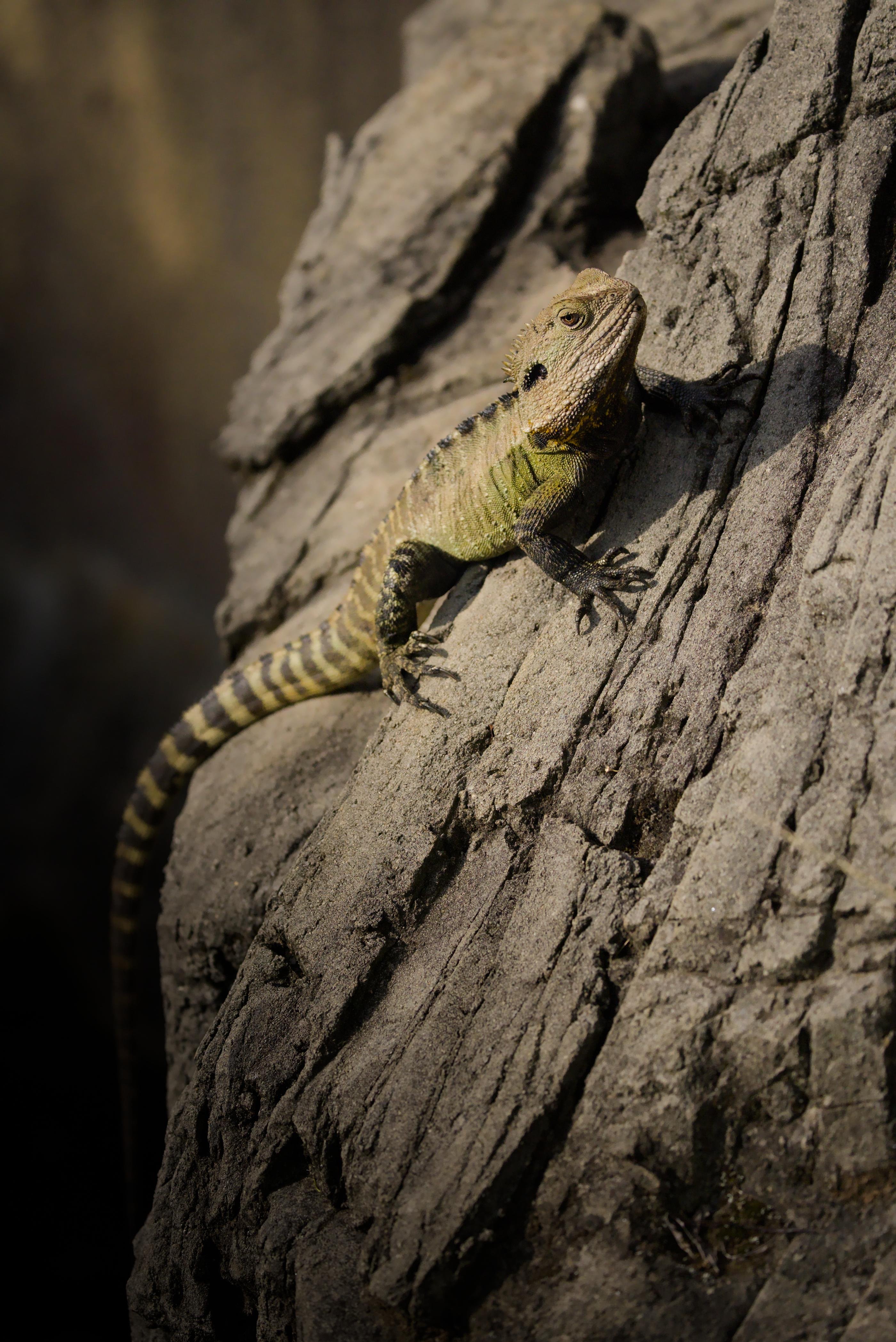A Water Dragon with a striped tail clinging to a rough gray rock face, photographed in sunlight with a blurred brown background.