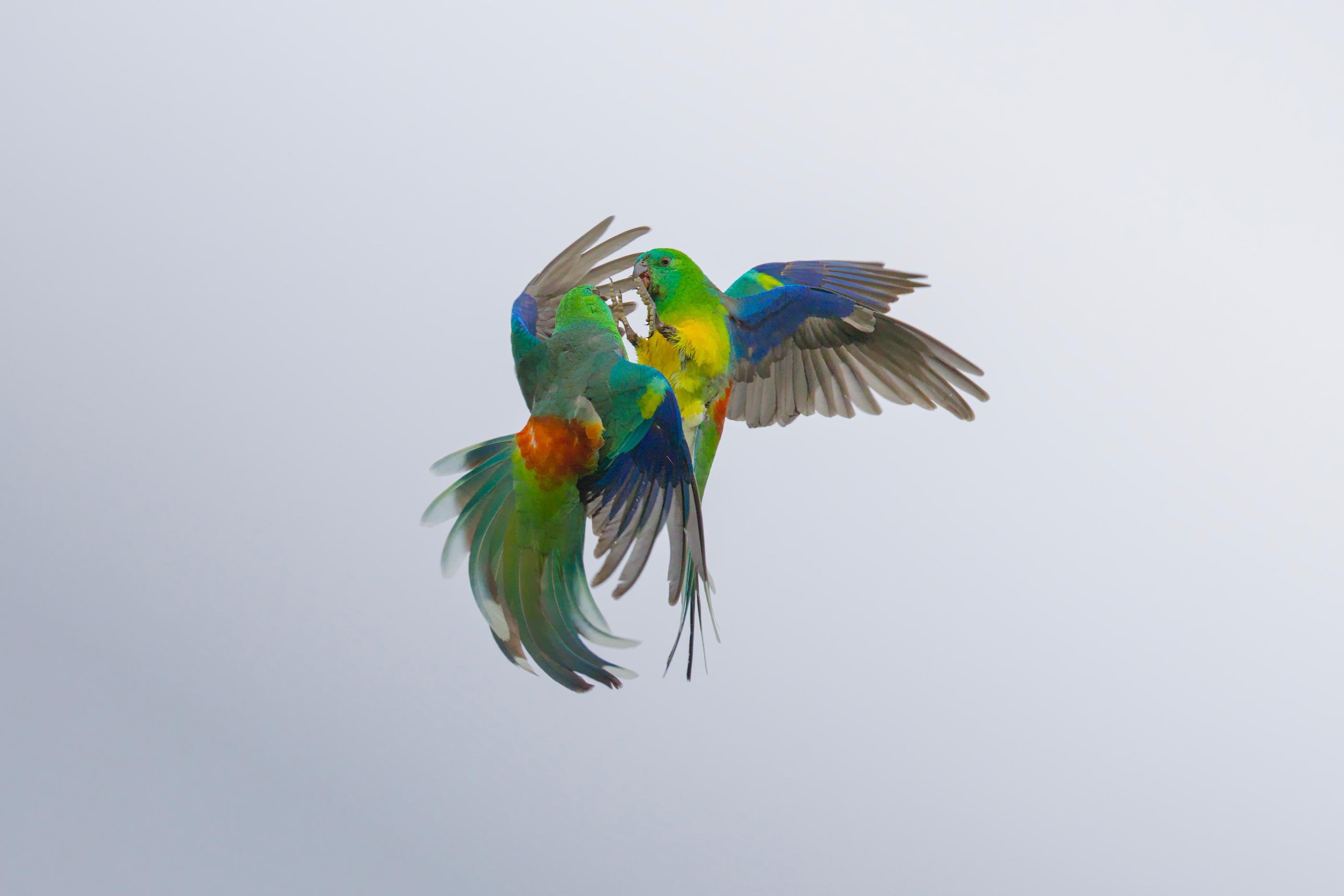 Two male red-rumped parrots in midair with wings spread, facing each other and touching beaks against a pale gray sky background.