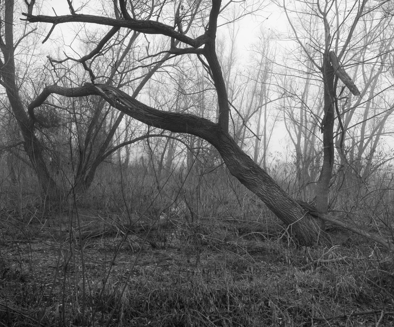 a tree in winter monochrome