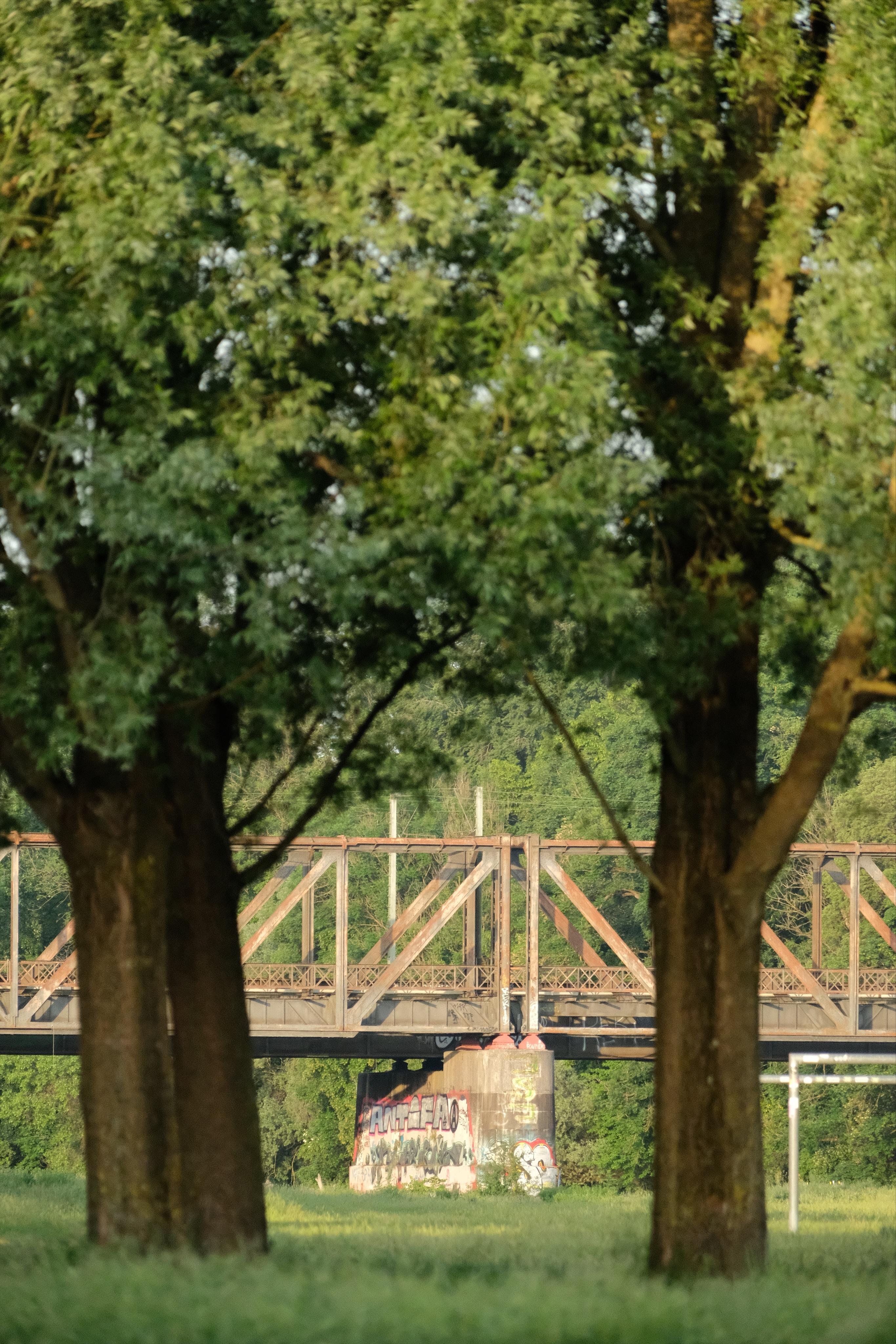 The trunks of two large trees in the foreground frame a metal truss bridge in the background, with a graffiti-covered concrete support. Everything except the rusty steel bridge is green trees or meadows.