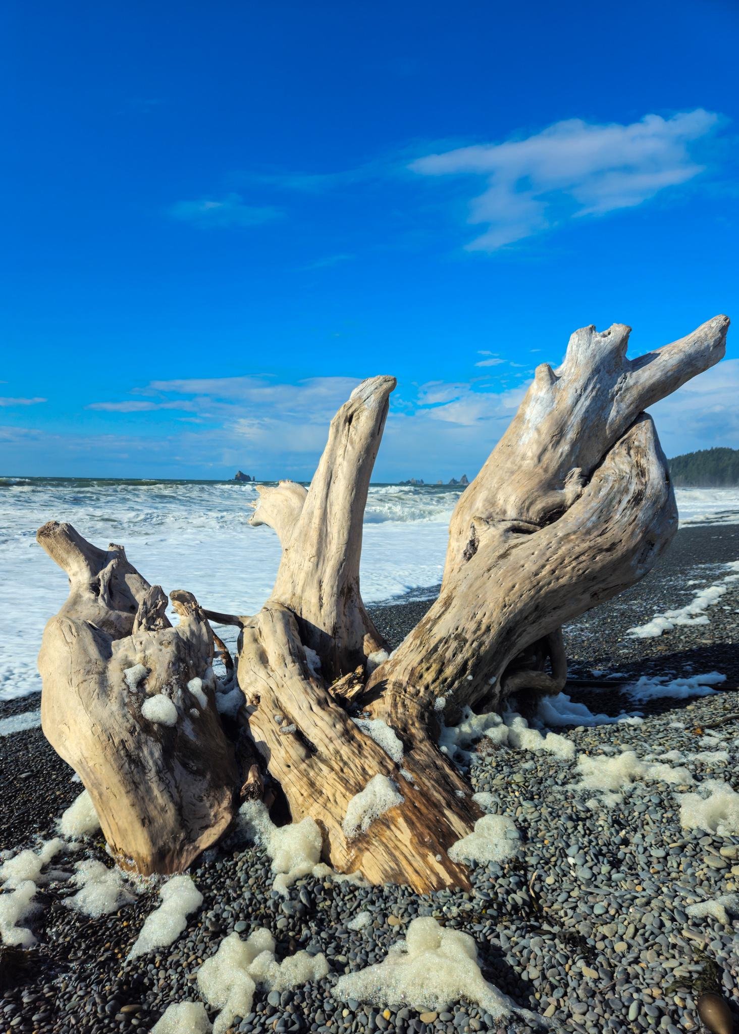 Large, weathered driftwood with three upward-reaching branches rests on a black pebble beach. White sea foam clings to the wood and stones. Behind it, waves crash under a bright blue sky with scattered clouds. Distant sea stacks and a forested headland appear on the horizon.